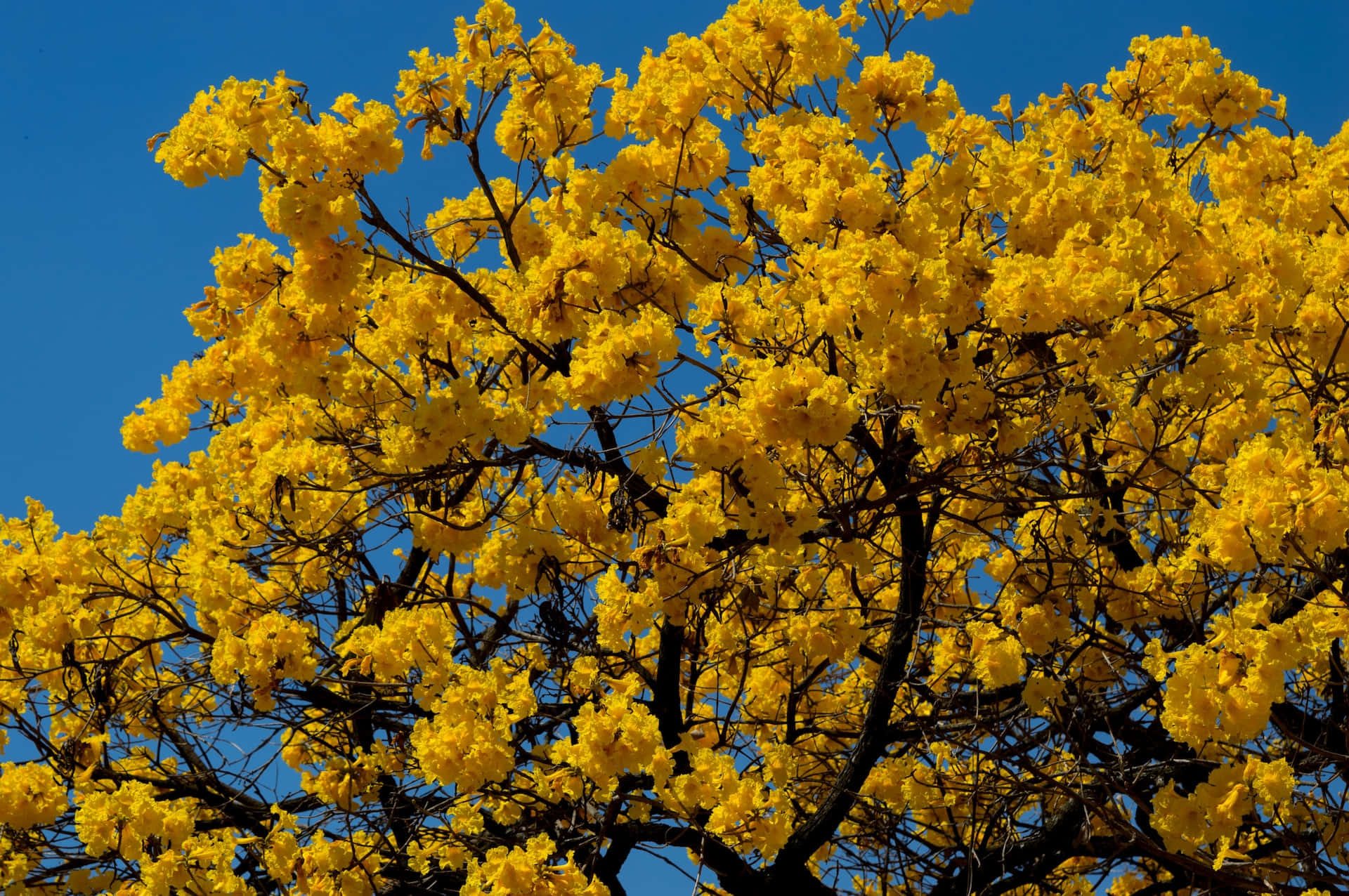 Blooming Trees, vibrant yellow blossoms, clear blue sky, Full HD Desktop Wallpaper