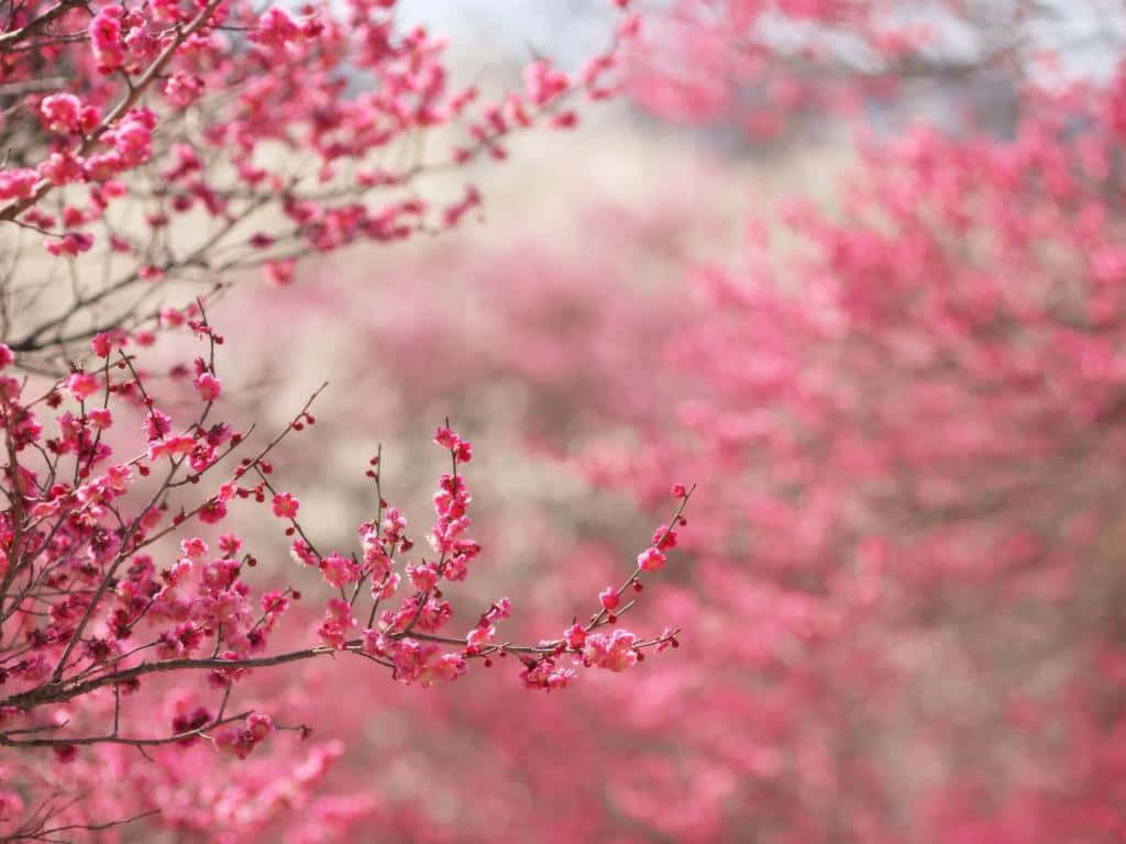 Blooming Trees, pink cherry blossoms, slender branches, SD Desktop Wallpaper
