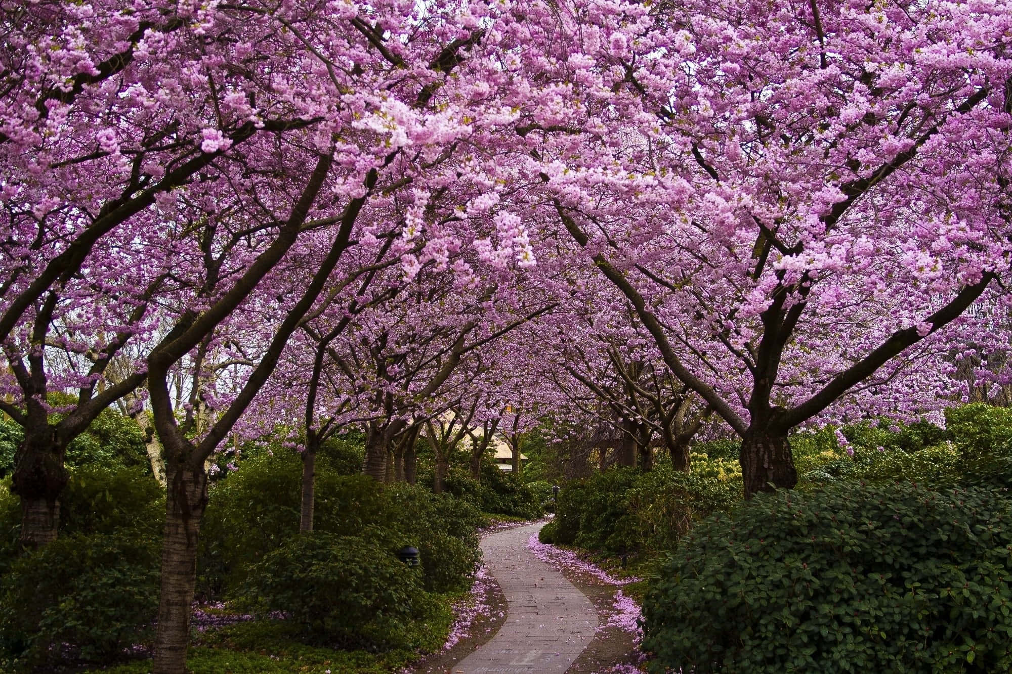 Blooming Trees, pink cherry blossoms, stone path, Full HD Desktop Wallpaper