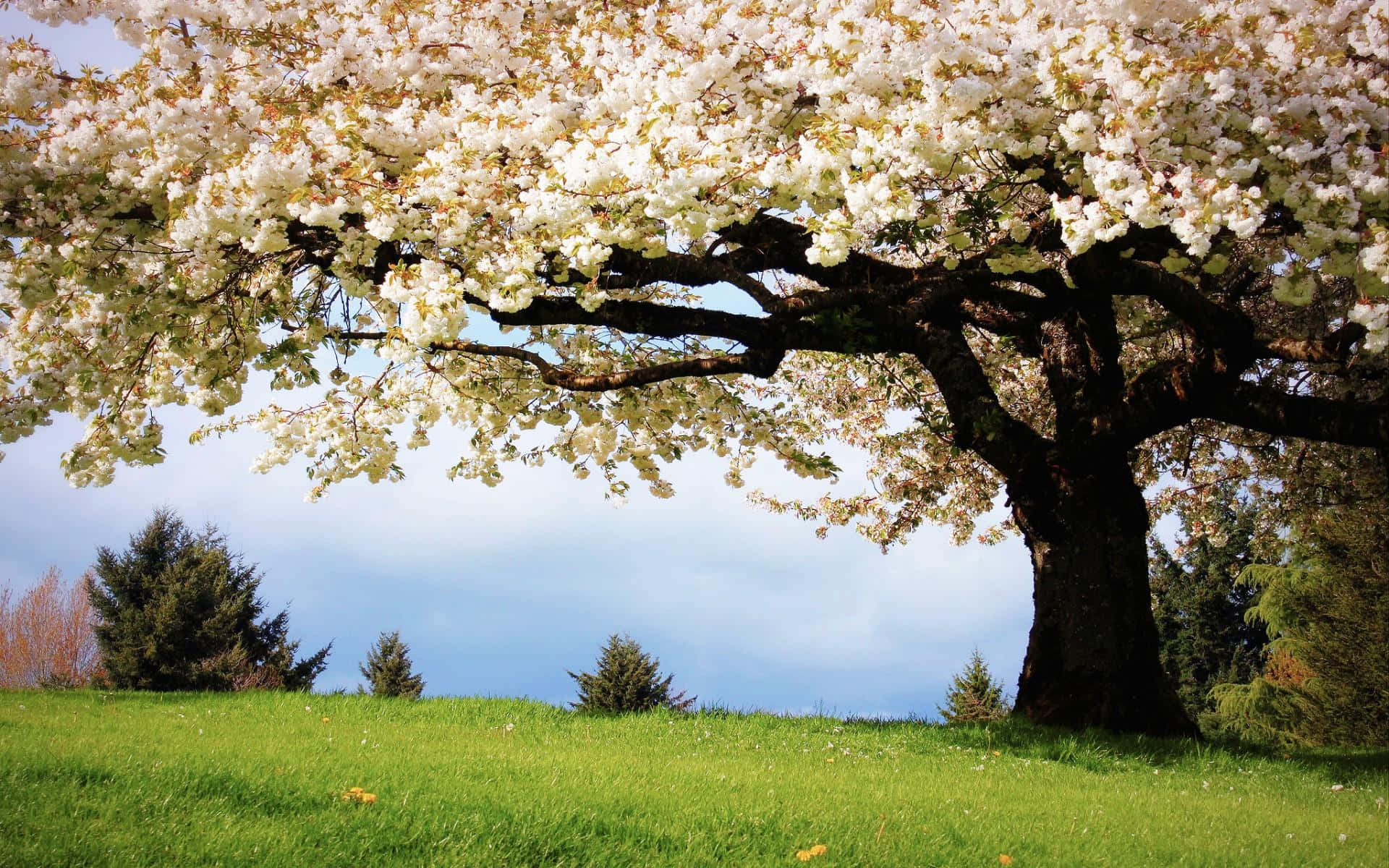 Blooming Trees, cherry blossom tree, white flowers, Full HD Desktop Wallpaper