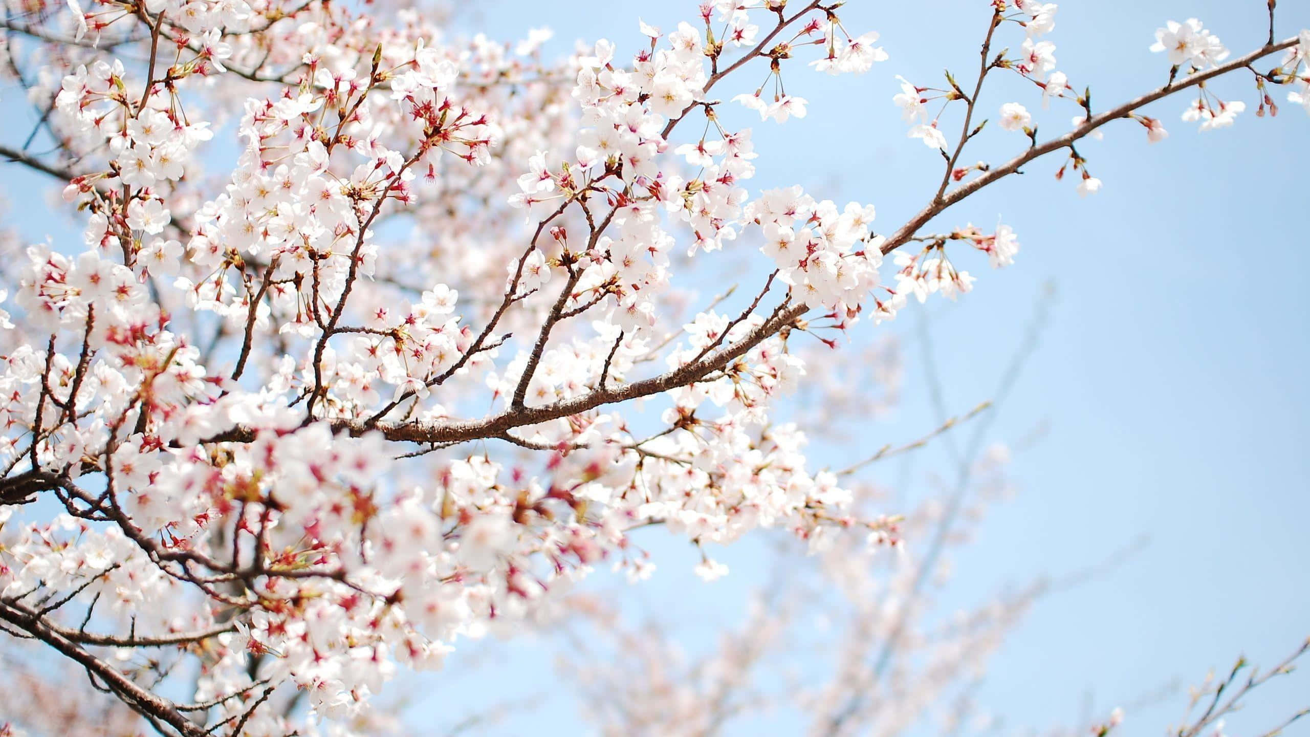 blooming trees, pink blossoms, white cherry blossoms, 2K Desktop Wallpaper