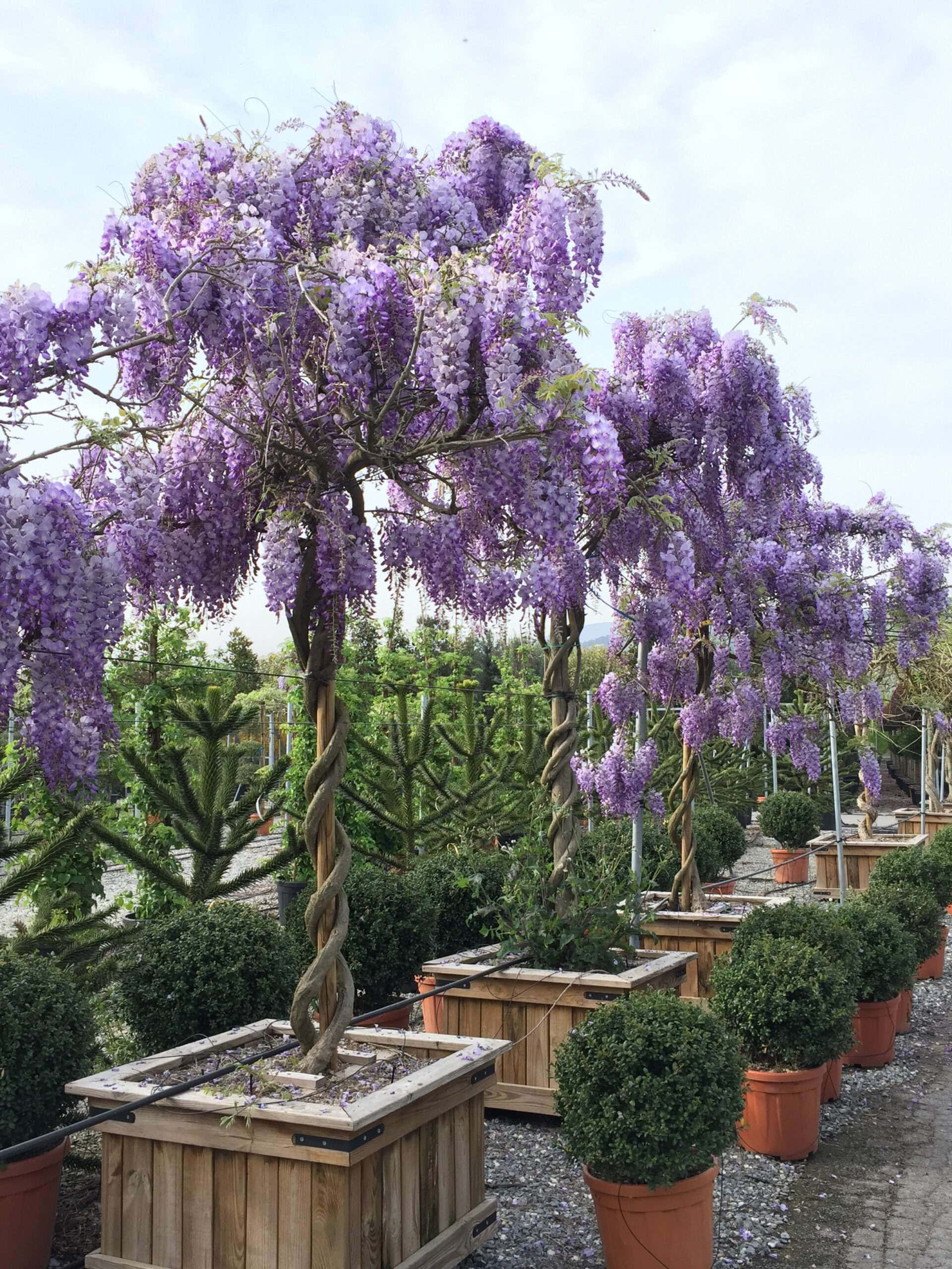 wisteria trees, wooden planters, purple flowers, 2K Phone Wallpaper