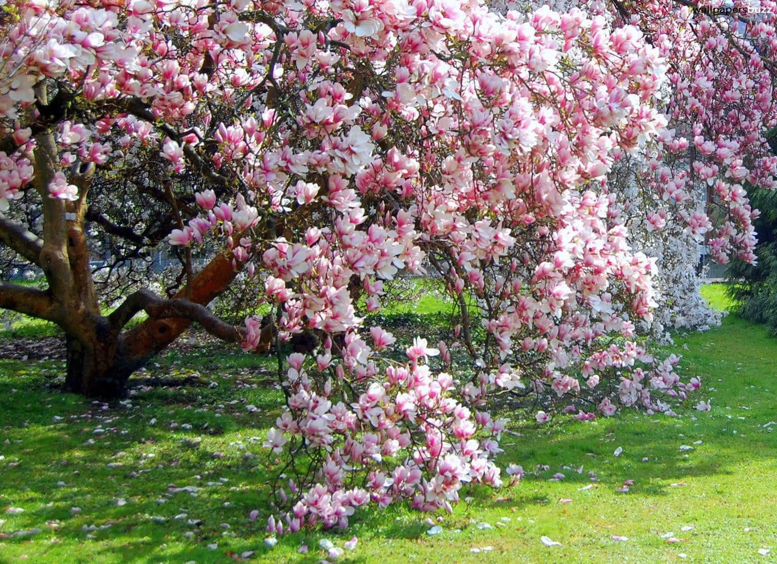 Blooming Trees, magnolia tree, pink blossoms, HD Desktop Wallpaper