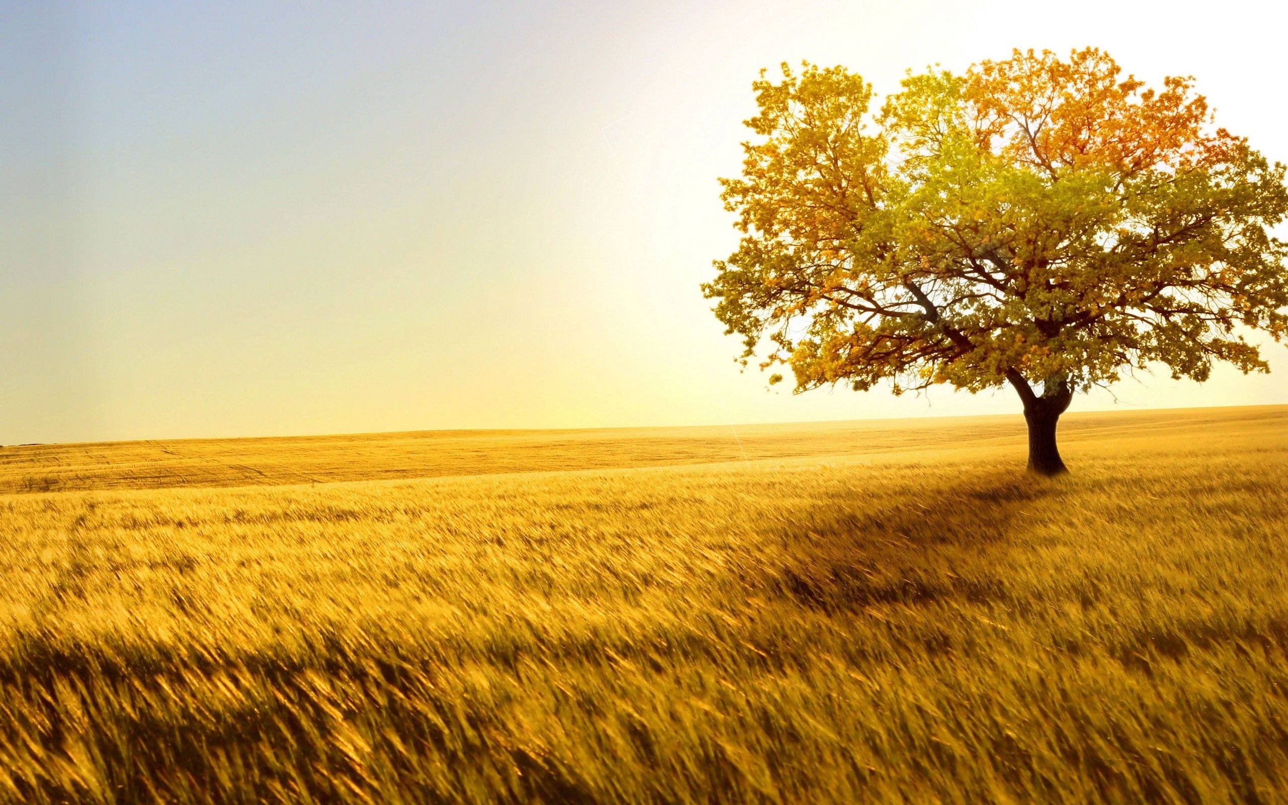4K Nature Tree, golden leaves, vast wheat field, 2K Desktop Wallpaper
