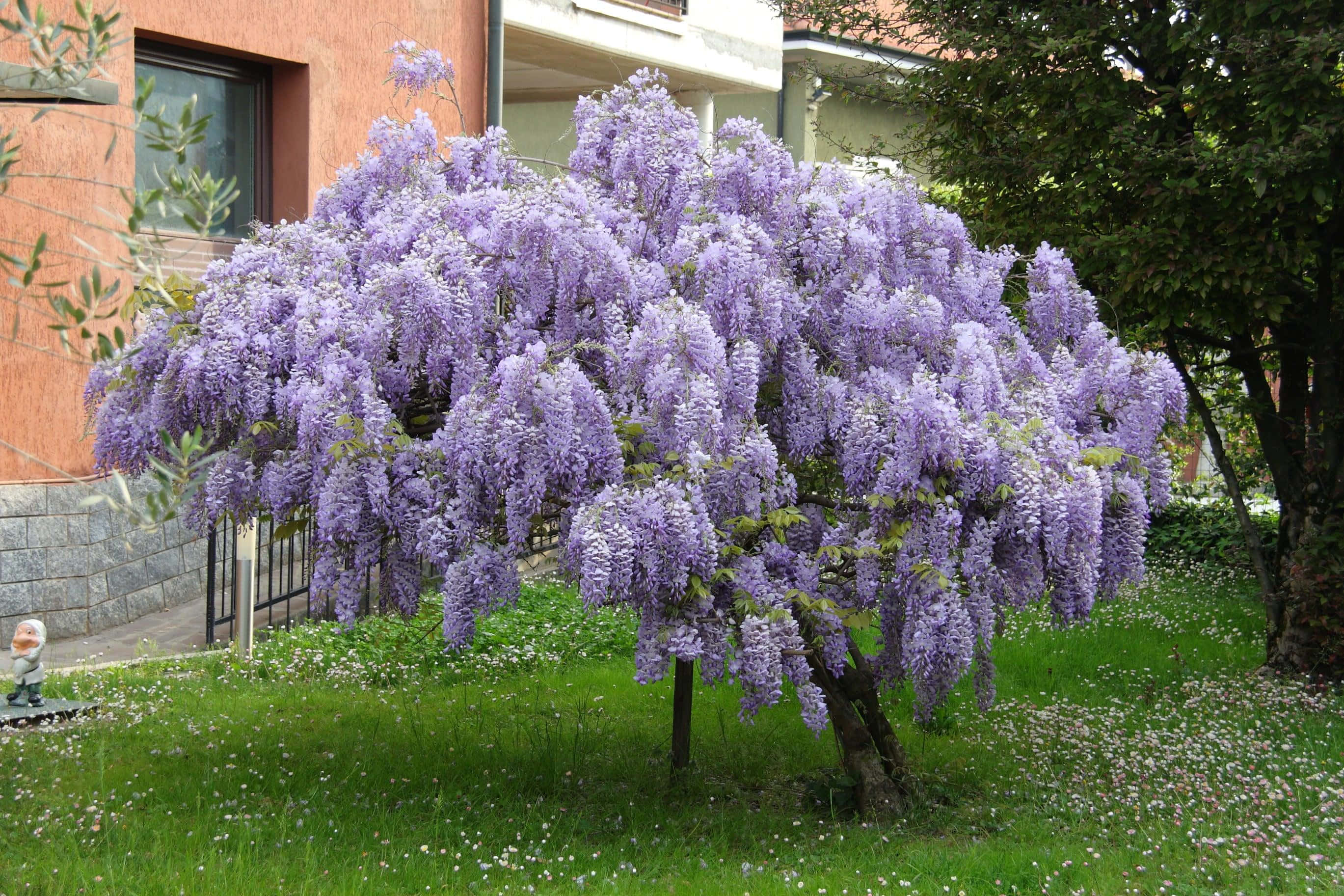 blooming wisteria tree, verdant garden, modern house, 2K Desktop Wallpaper