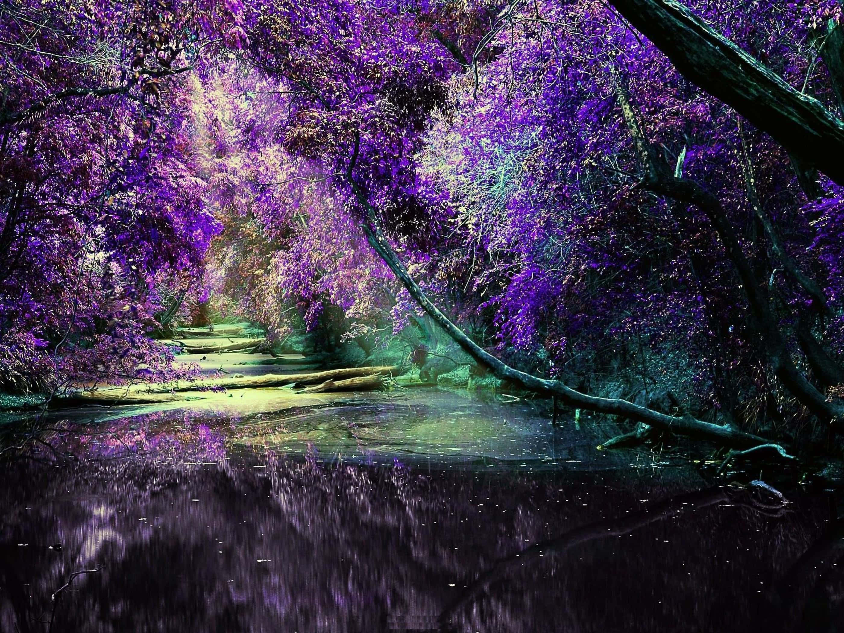 lilac tree, purple canopy, twilight stream, 2K Desktop Wallpaper