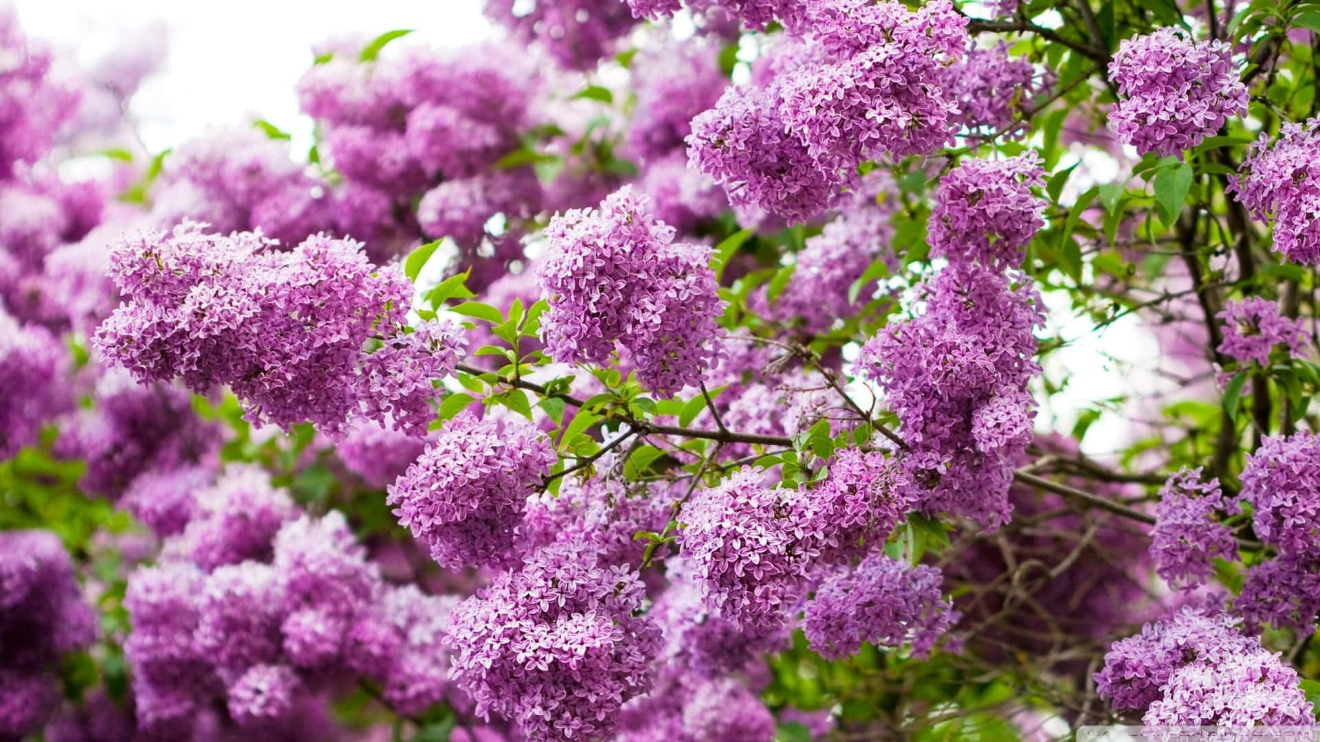 lilac tree, vibrant purple lilac blossoms, fresh green leaves, Full HD Desktop Wallpaper