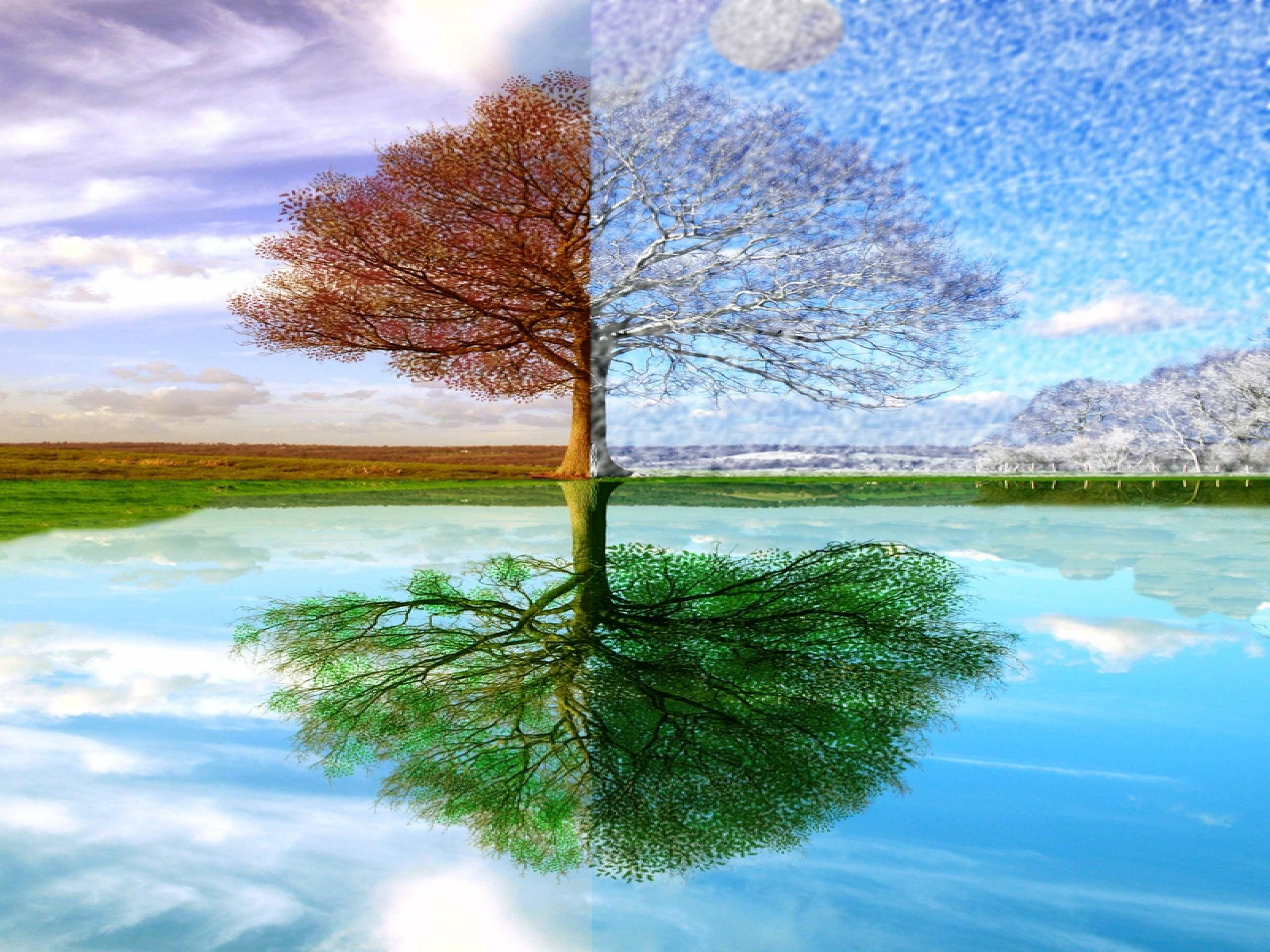 Tree In Seasons, autumn leaves, snow-covered branches, 2K Desktop Wallpaper