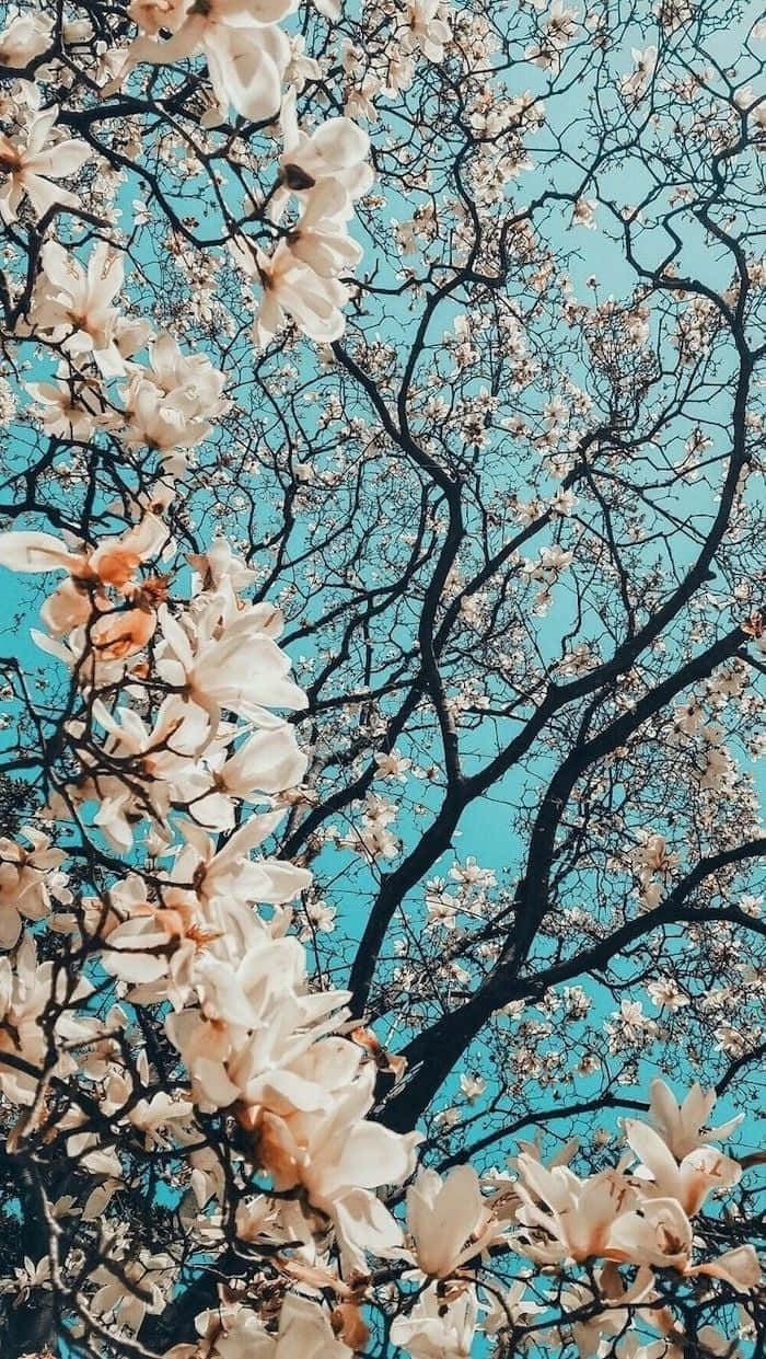 magnolia tree, white flowers, blue sky, SD Phone Wallpaper