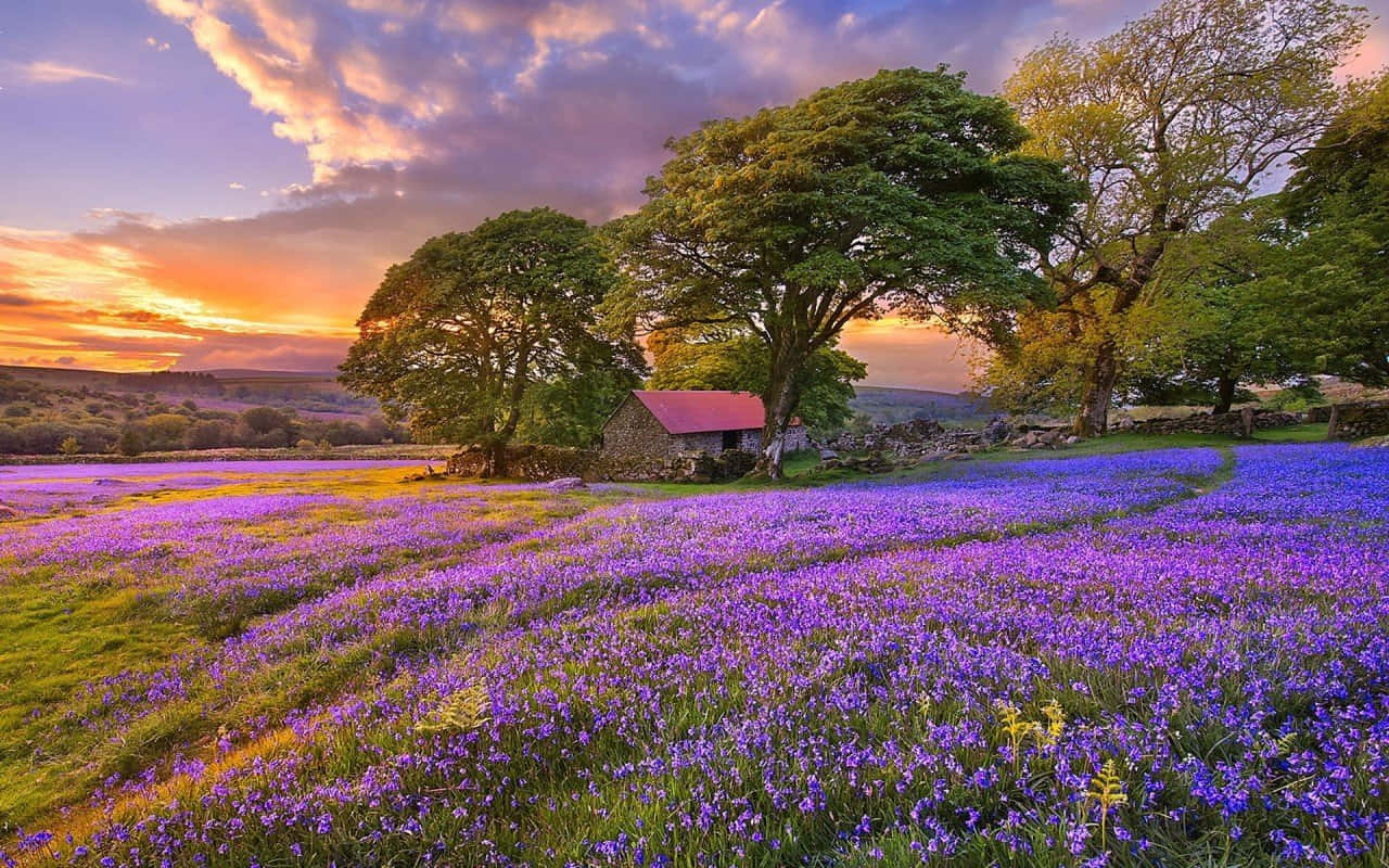 lilac tree, stone cottage, red roof, HD Desktop Wallpaper