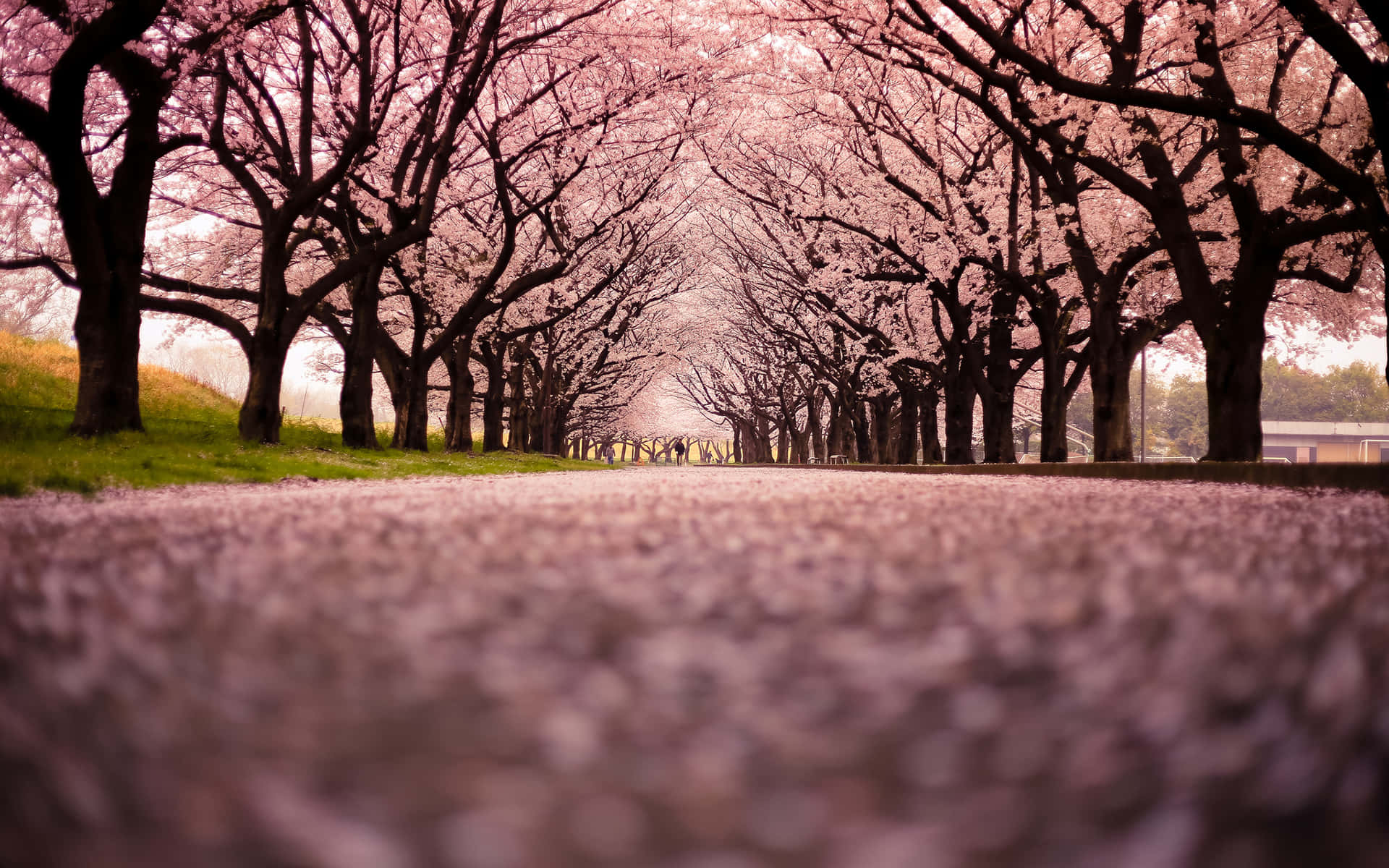 Blooming Trees, cherry trees, springtime, Full HD Desktop Wallpaper