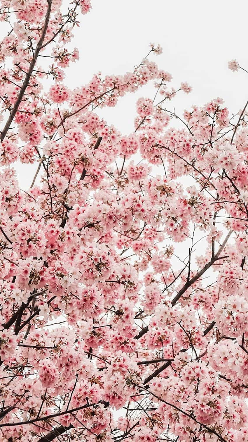blossoming spring cherry tree, pink cherry blossoms, dark branches, HD Phone Wallpaper
