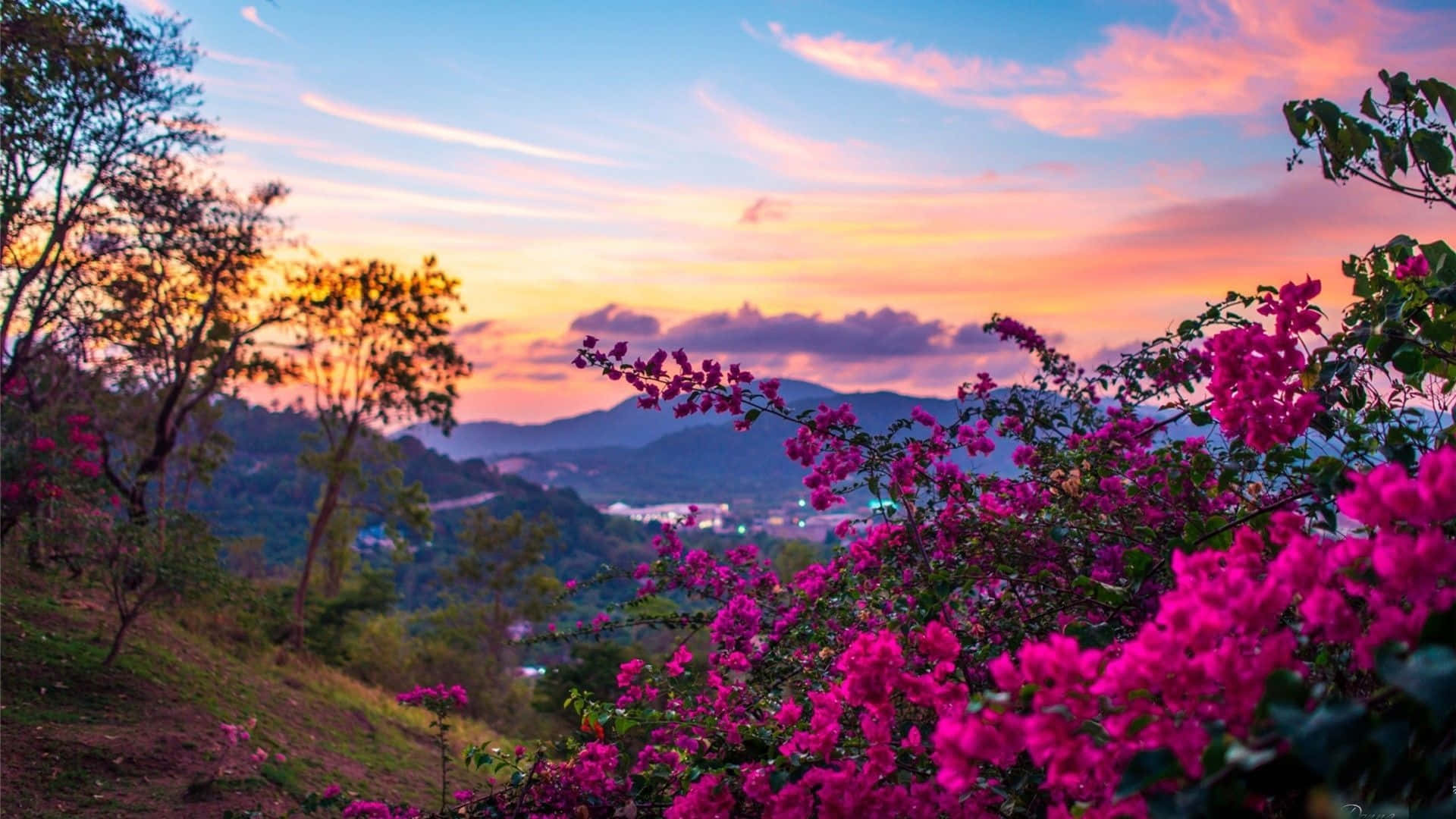 spring trees, bougainvillea, sunset, Full HD Desktop Wallpaper
