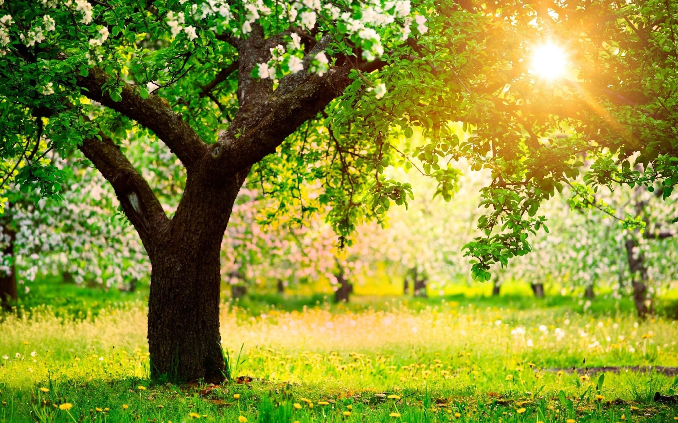 sunlit blooming orchard, blossoming apple tree, golden rays, 2K Desktop Wallpaper