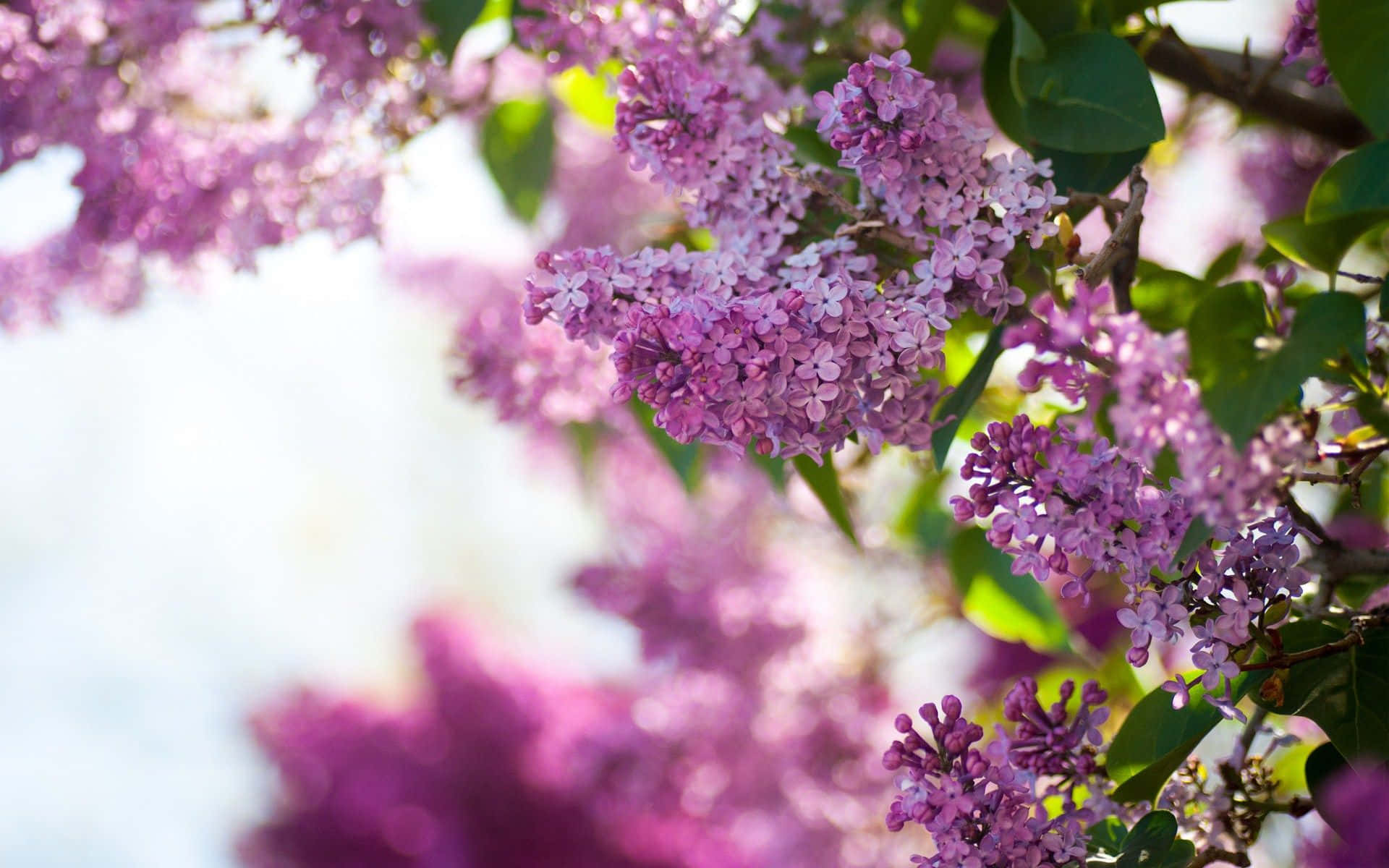 lilac tree, blossoming lilac tree, vibrant purple lilac blossoms, Full HD Desktop Wallpaper