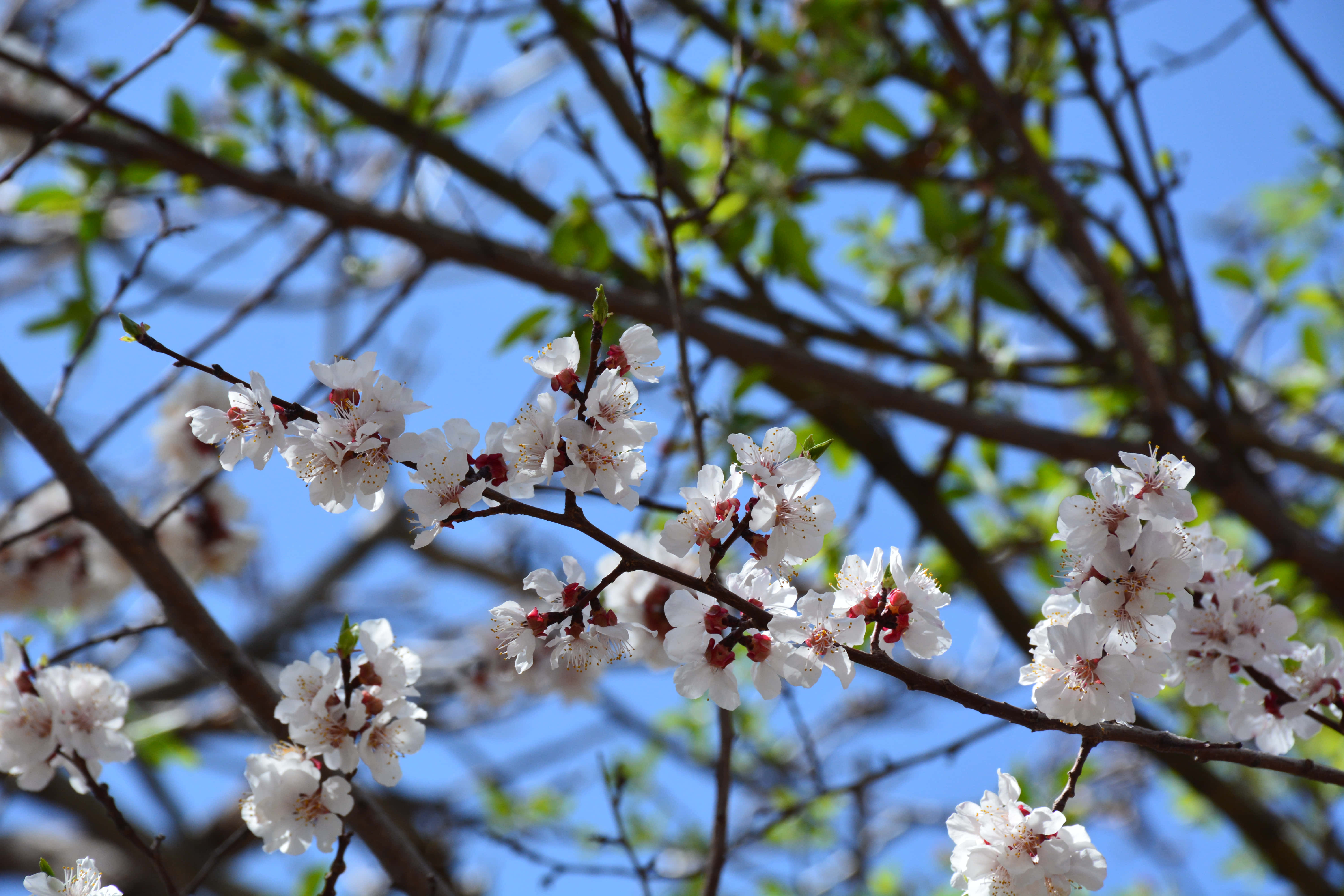 white cherry blossoms, pink centers, dark branches, 5K Desktop Wallpaper