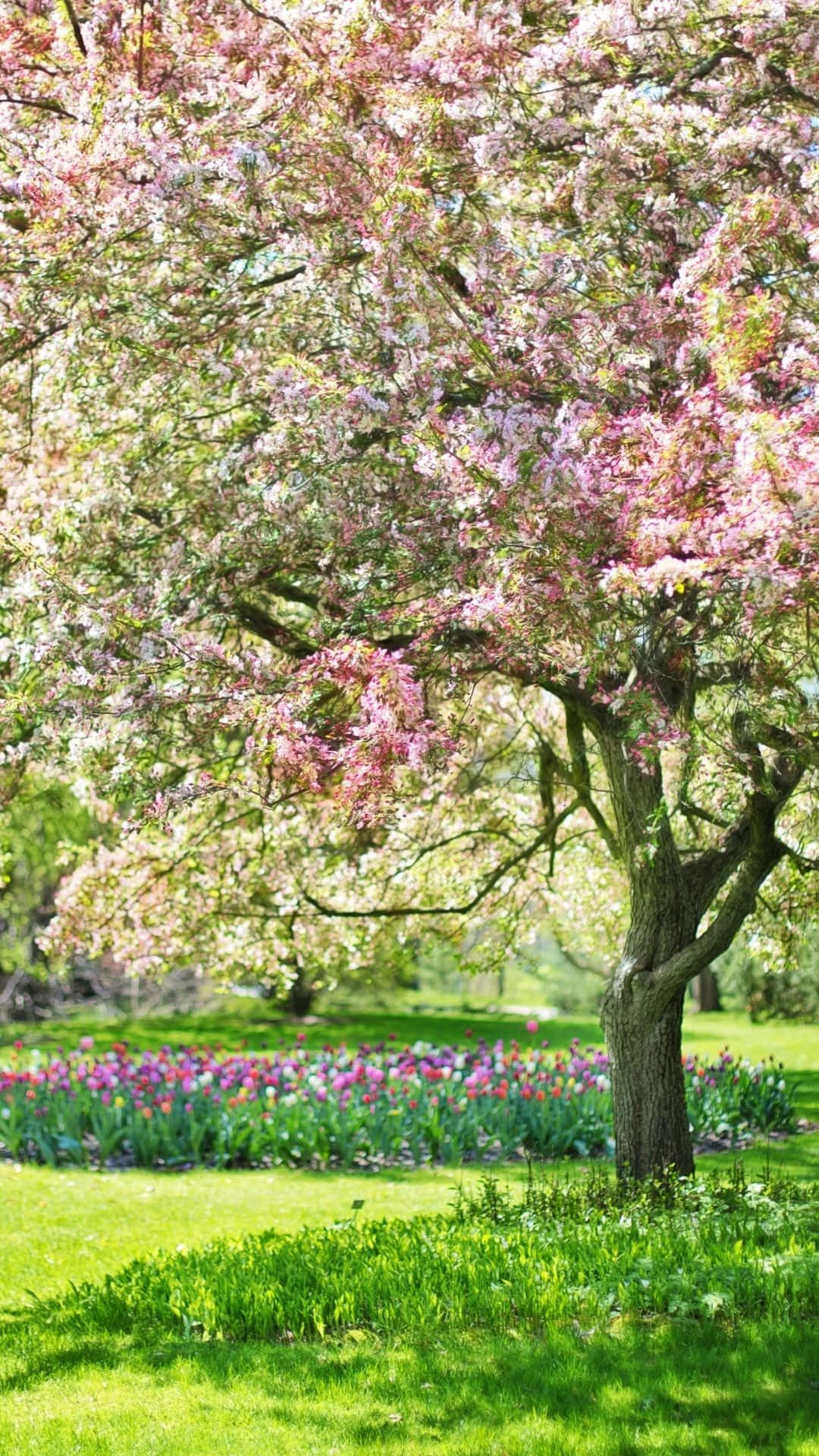 blossoming pink cherry tree, sunlit garden, vibrant tulip beds, Full HD Phone Wallpaper