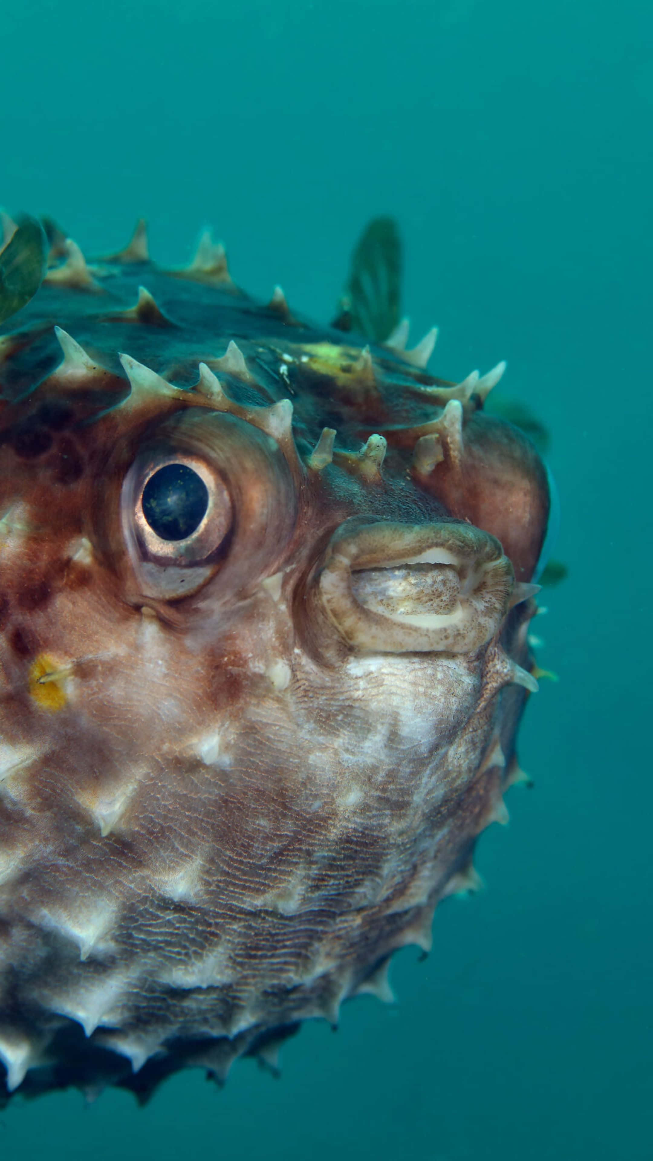 Blowfish, spiky pufferfish, large dark eye, 4K Phone Wallpaper