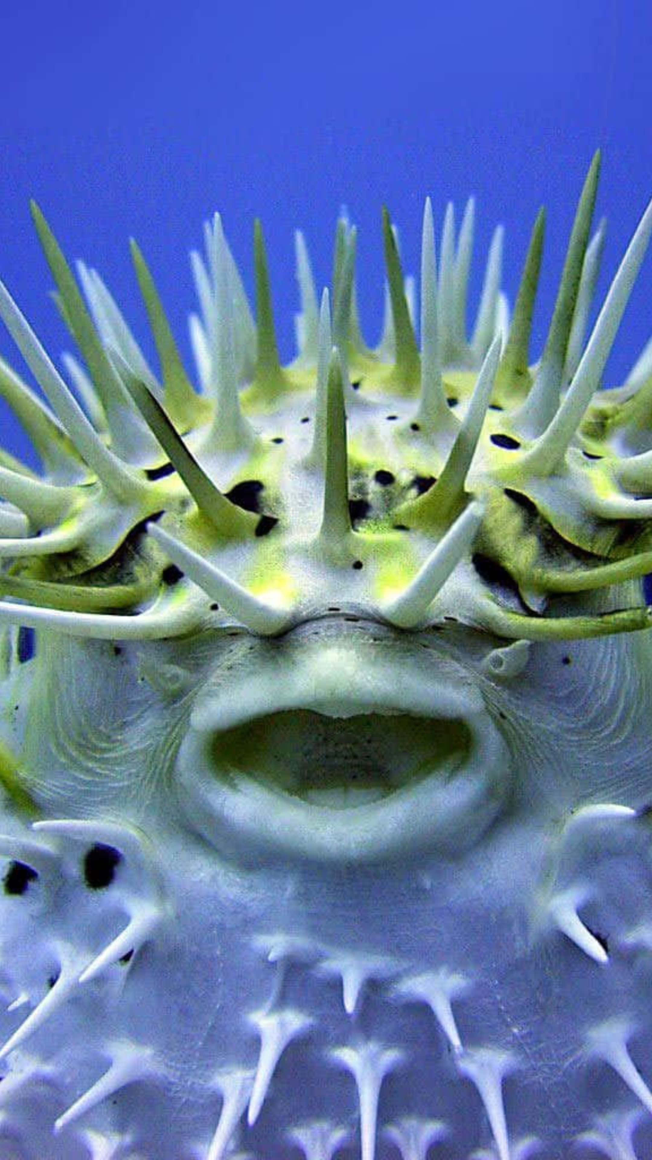 Blowfish, spiky pufferfish, white and yellow spikes, 4K Phone Wallpaper