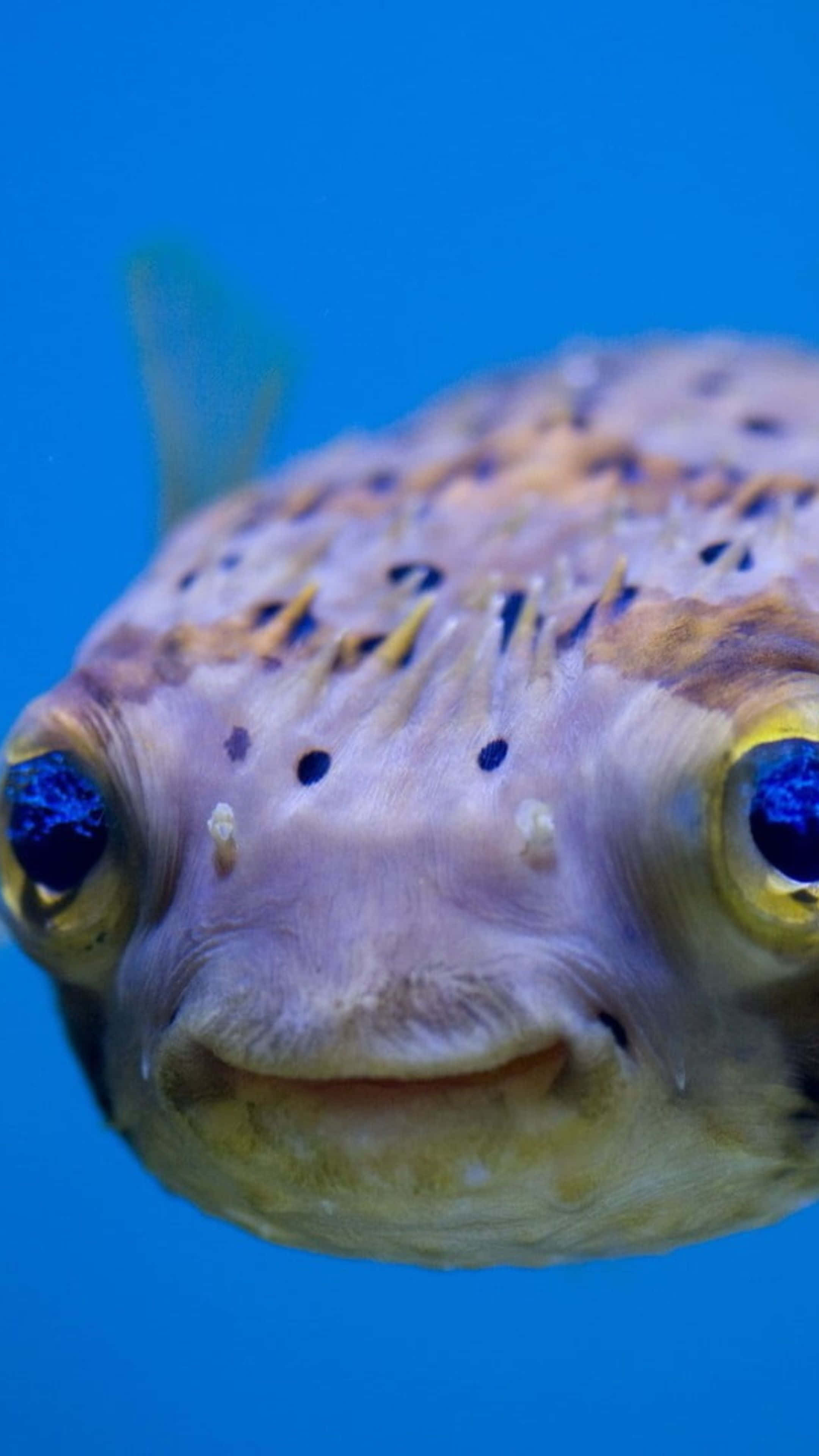 Blowfish, spiky pufferfish, bulging blue eyes, 4K Phone Wallpaper