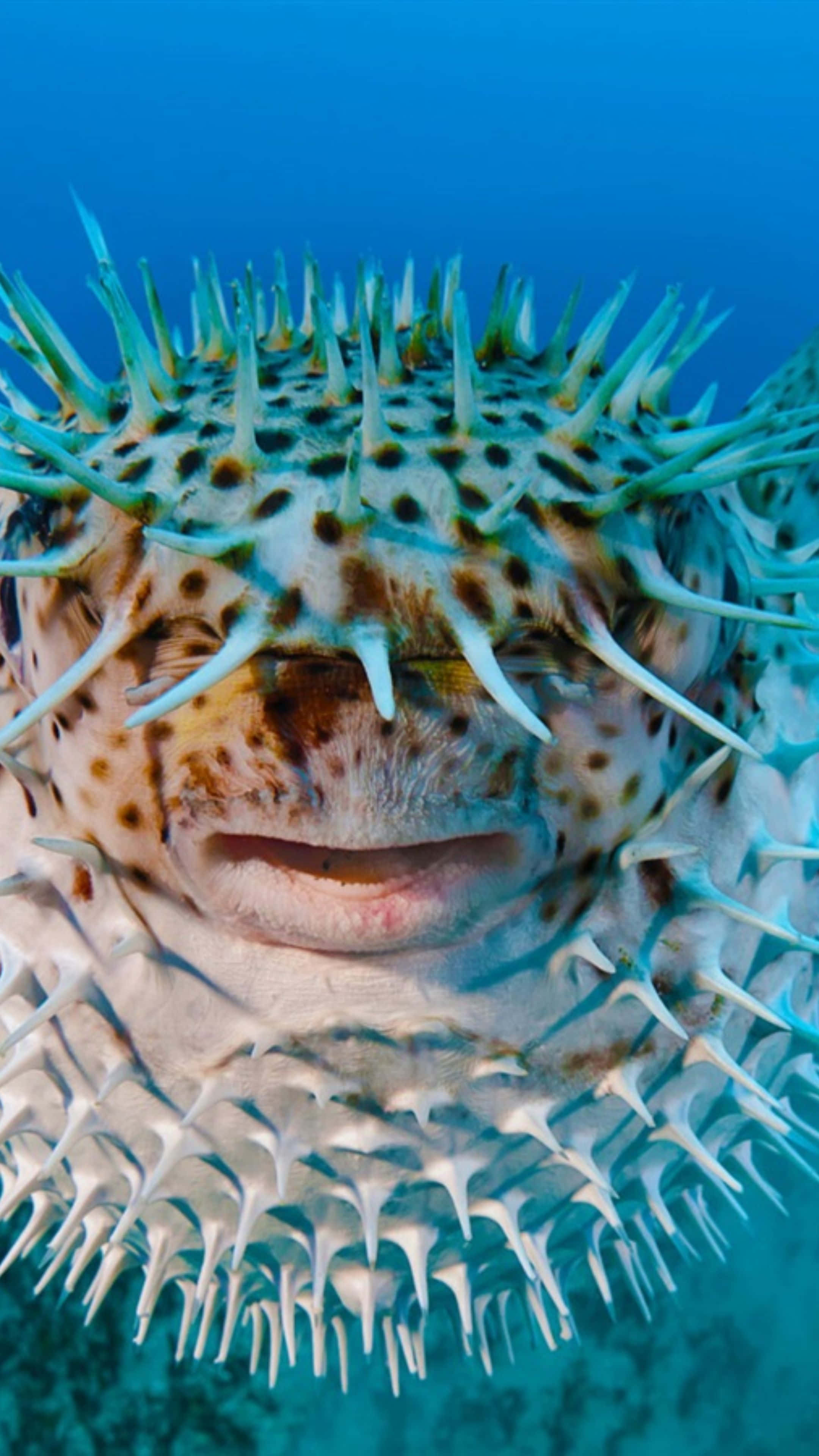 Blowfish, pufferfish, spiky white and brown skin, 4K Phone Wallpaper