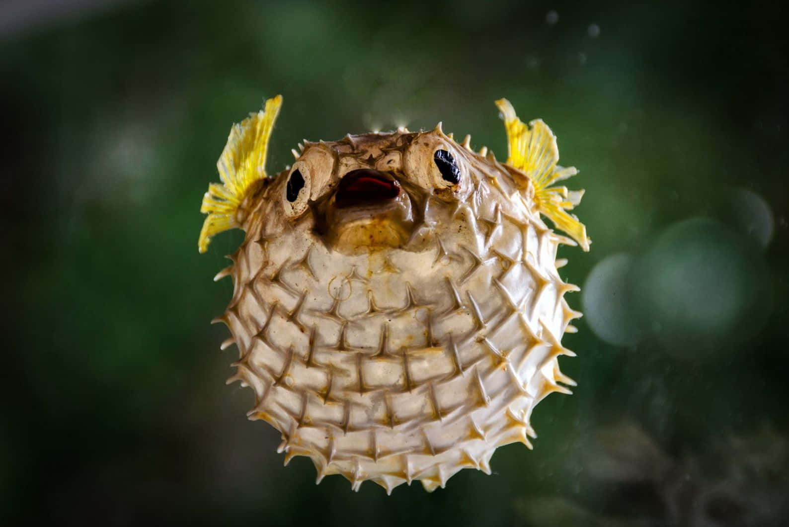 pufferfish, spiky white skin, yellow fins, HD Desktop Wallpaper
