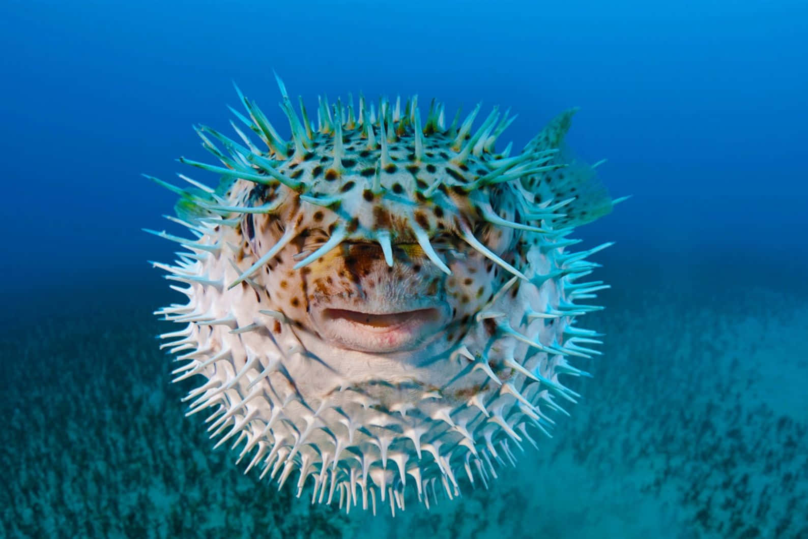 pufferfish, blue and white quills, deep blue ocean backdrop, HD Desktop Wallpaper
