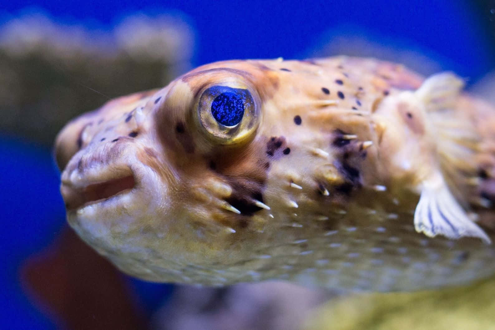 Blowfish, spotted pufferfish, blue eye, HD Desktop Wallpaper