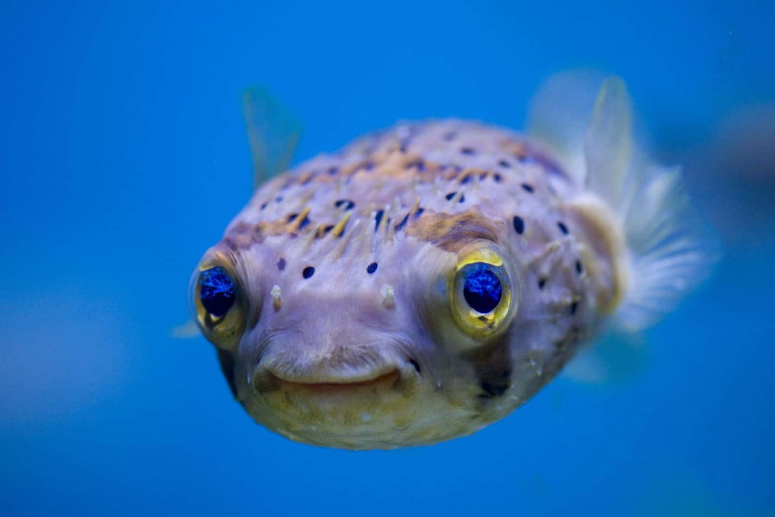 spotted pufferfish, bulging blue eyes, grinning mouth, HD Desktop Wallpaper