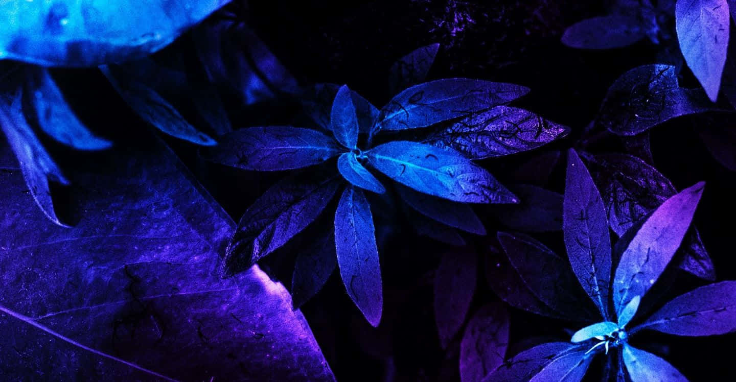Neon Blue Leaves, Vibrant blue, Purple leaves, HD Desktop Wallpaper