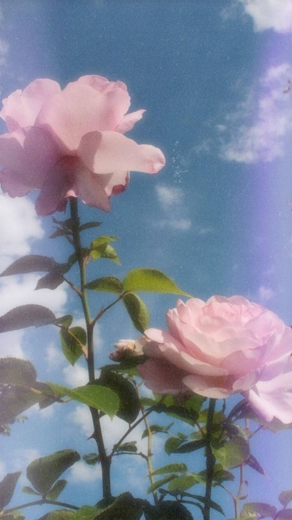 blue aesthetic tumblr laptop, vibrant blue sky, soft pink roses, HD Phone Wallpaper