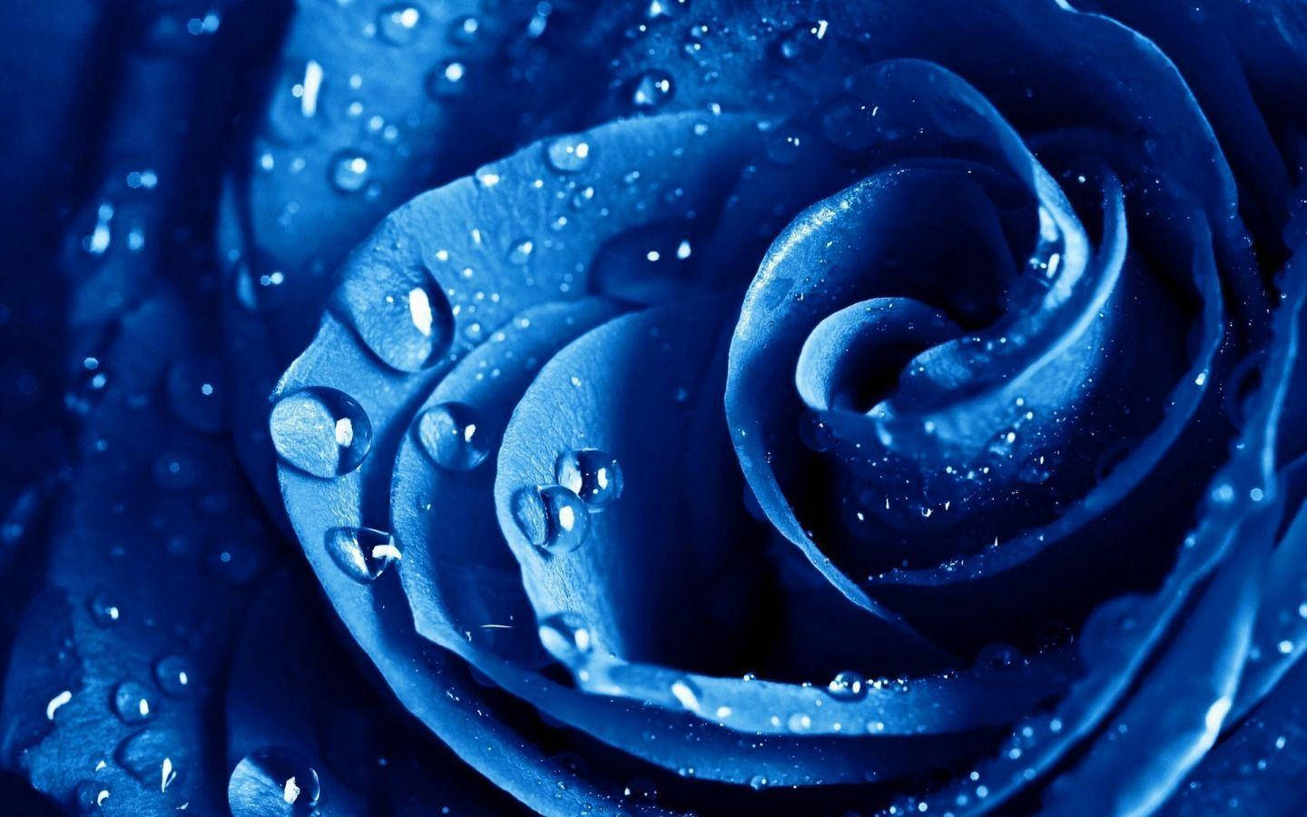deep blue rose, glistening water droplets, velvety petals, HD Desktop Wallpaper