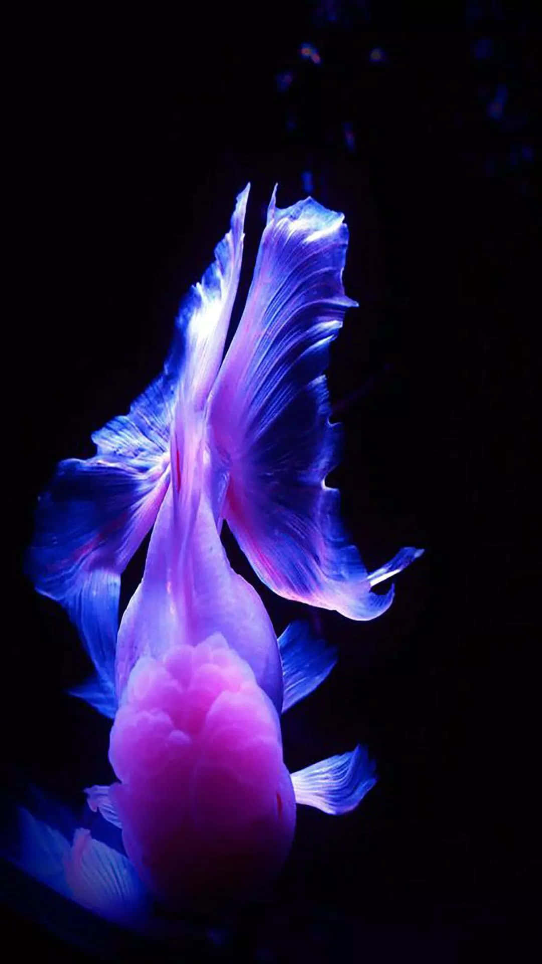 Blue AMOLED, betta fish, vibrant purple and blue, Full HD Phone Wallpaper