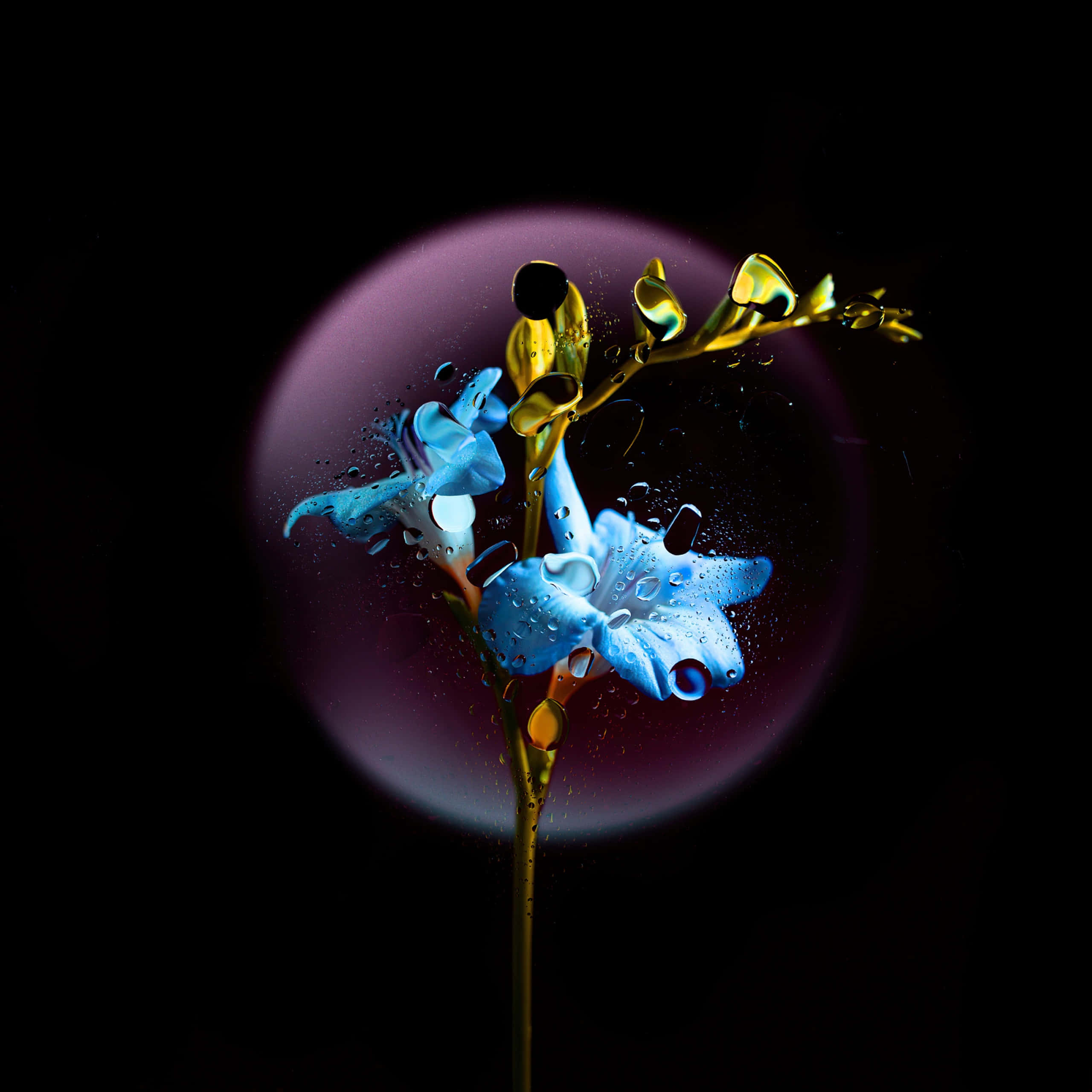 blue amoled, blue and gold flower, water droplets, 2K Desktop Wallpaper