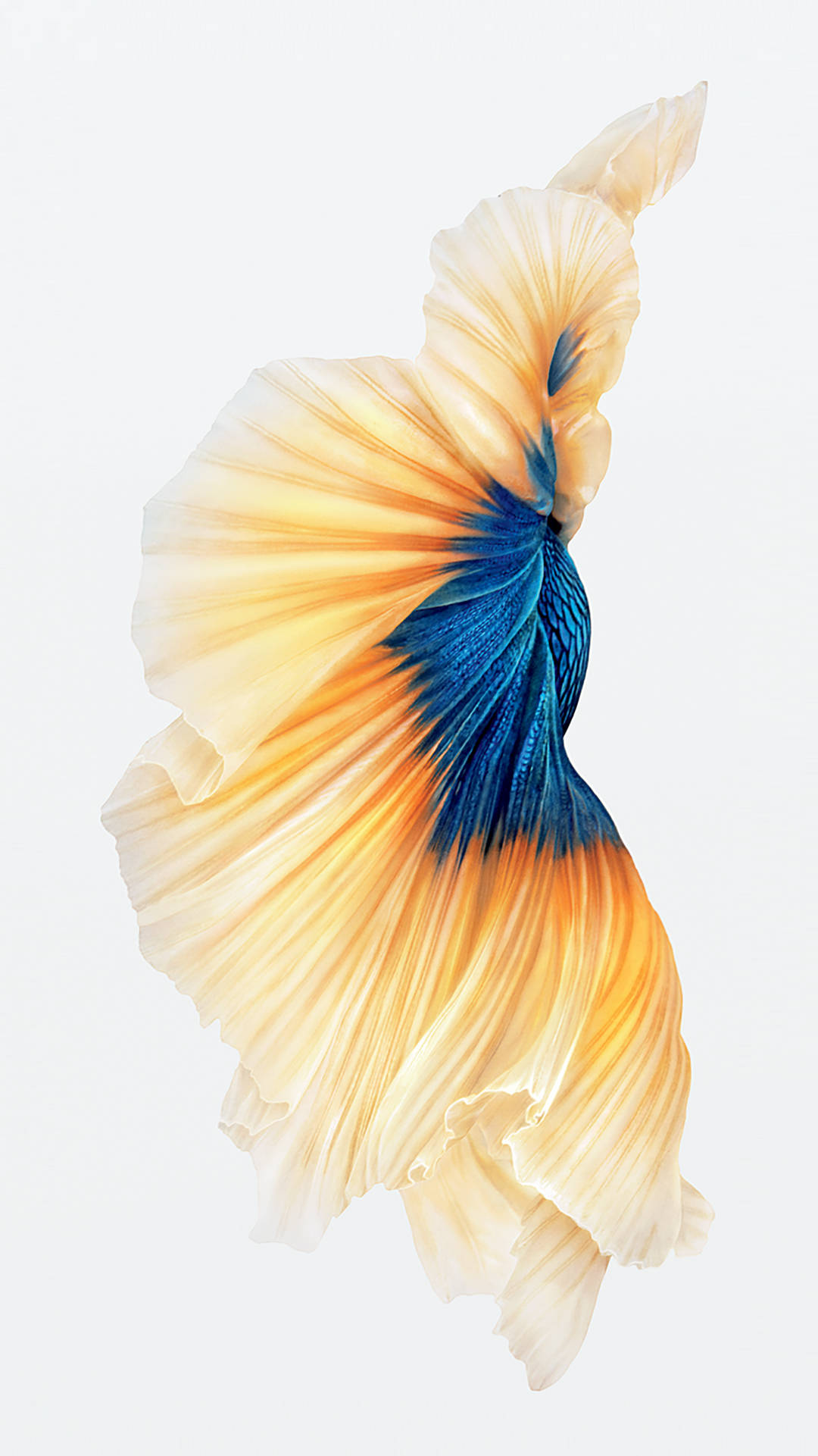 betta fish, orange and blue fins, plain white background, Full HD Phone Wallpaper