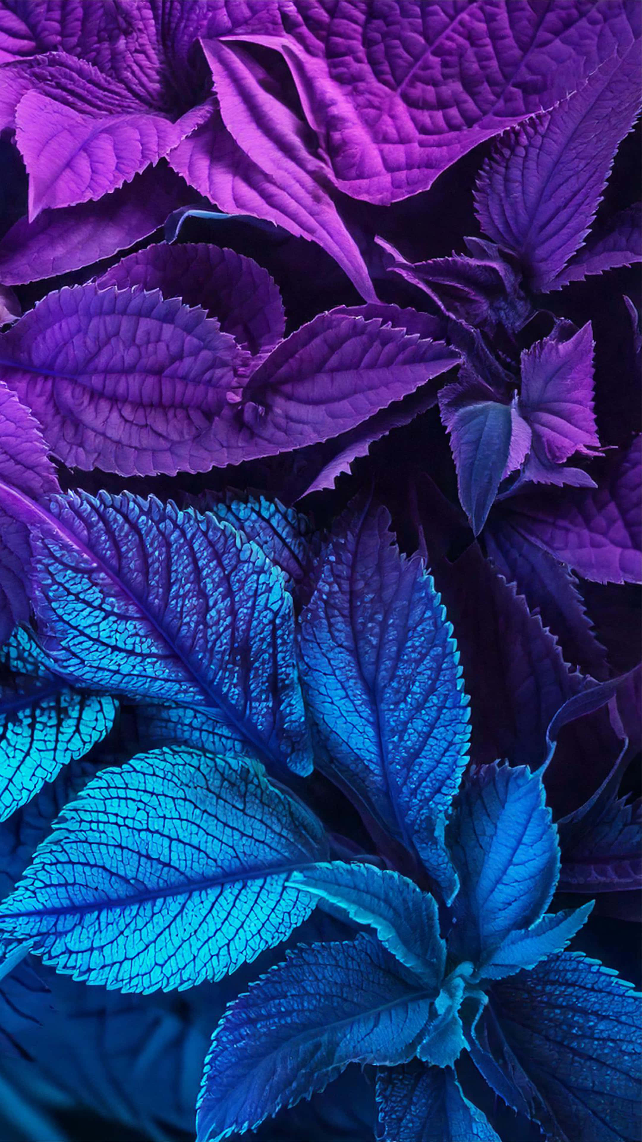 blue and purple leaves, vibrant purple, electric blue, 4K Phone Wallpaper