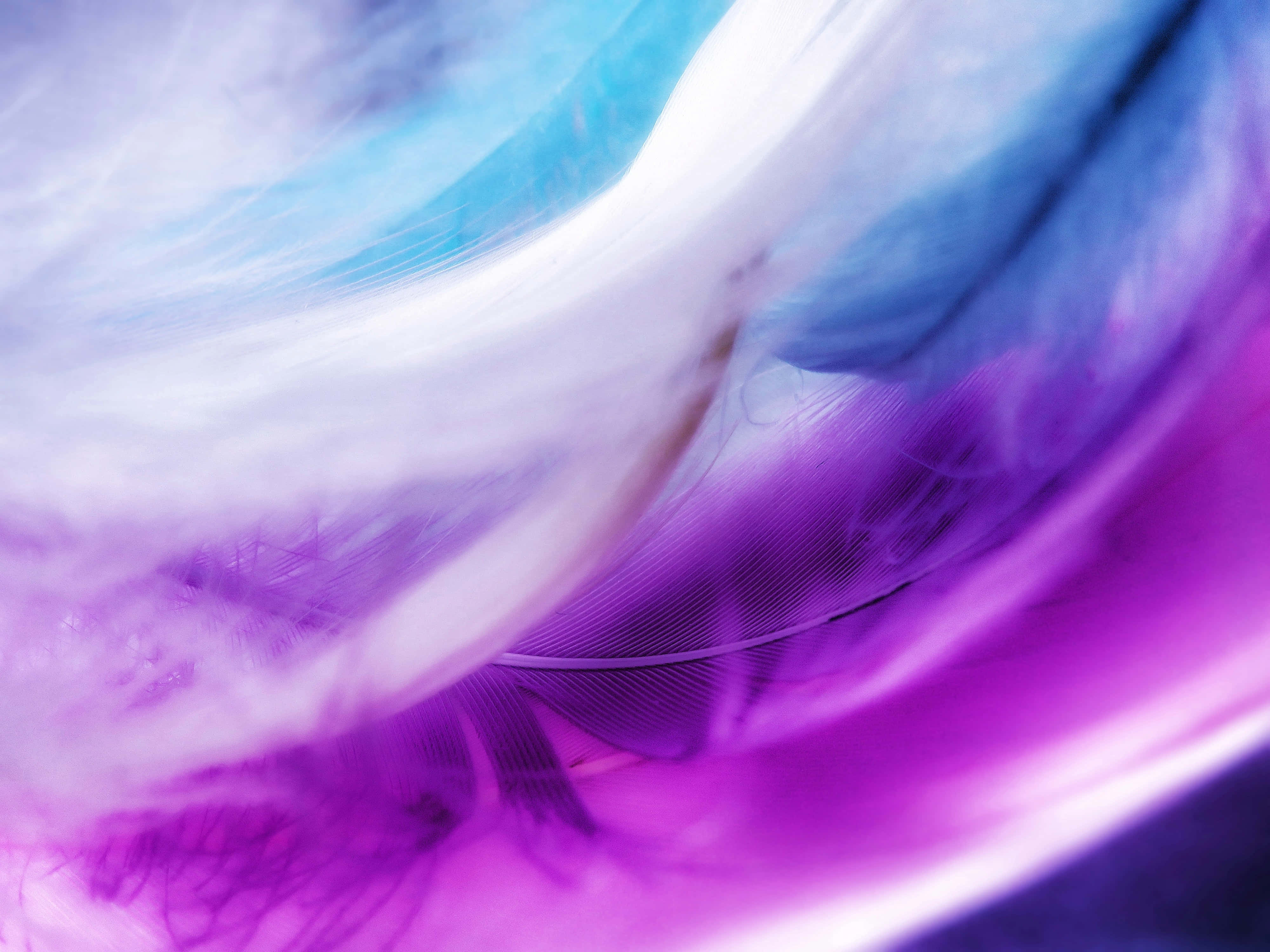 Blue And Purple, vibrant purple blue, white feather-like textures, 4K Desktop Wallpaper