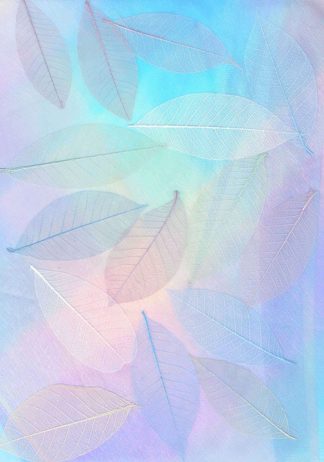 blue and white background, translucent leaves, pastel gradient sky, HD Phone Wallpaper