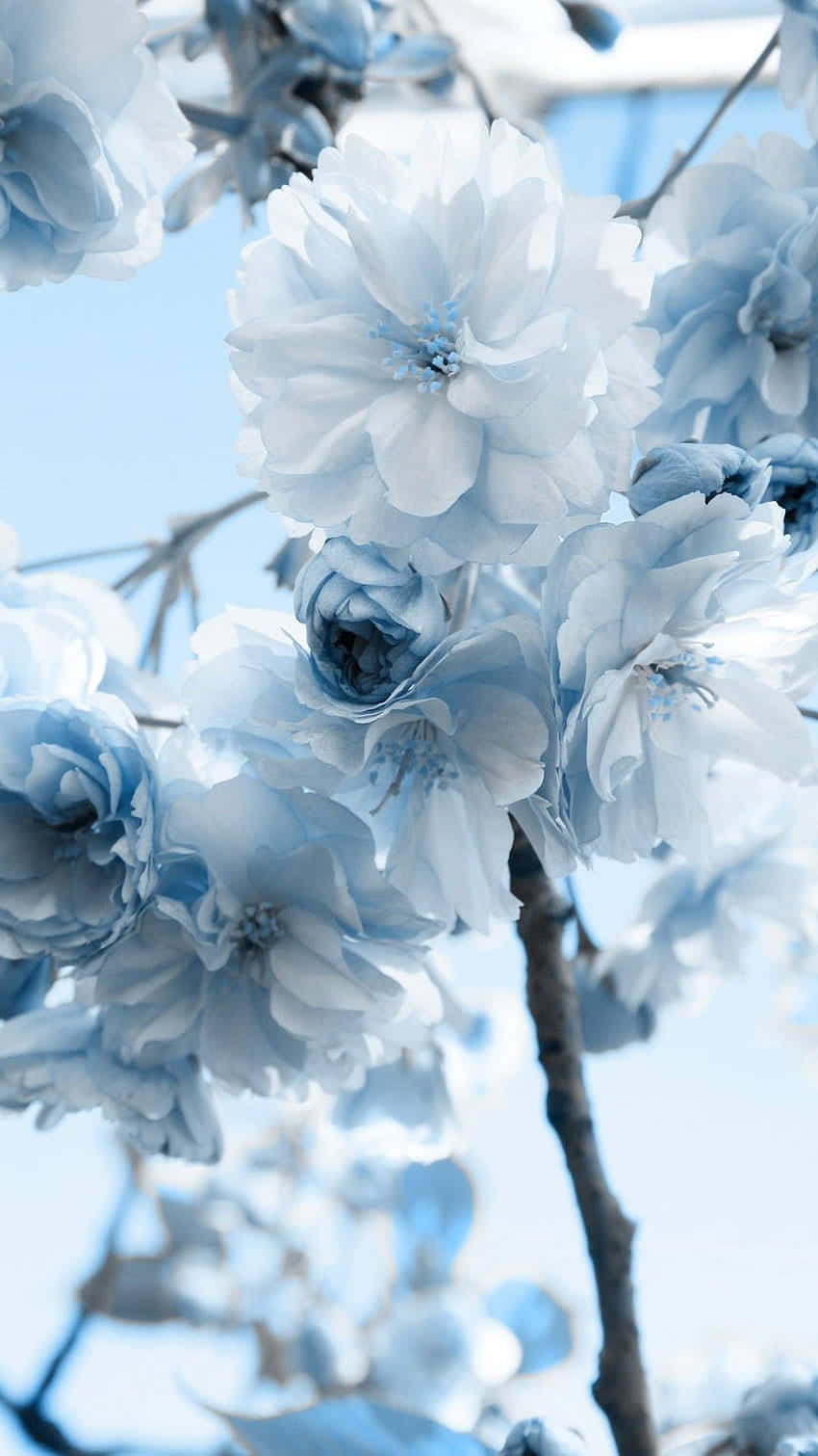 blue cherry blossoms, branch, soft sky background, HD Phone Wallpaper