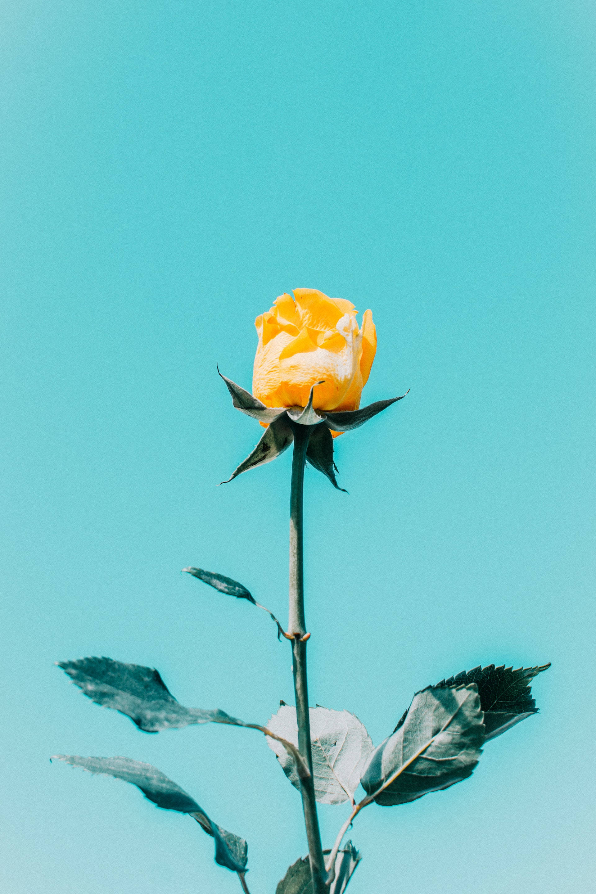 yellow rose, vibrant cyan sky, dark green leaves, 2K Phone Wallpaper
