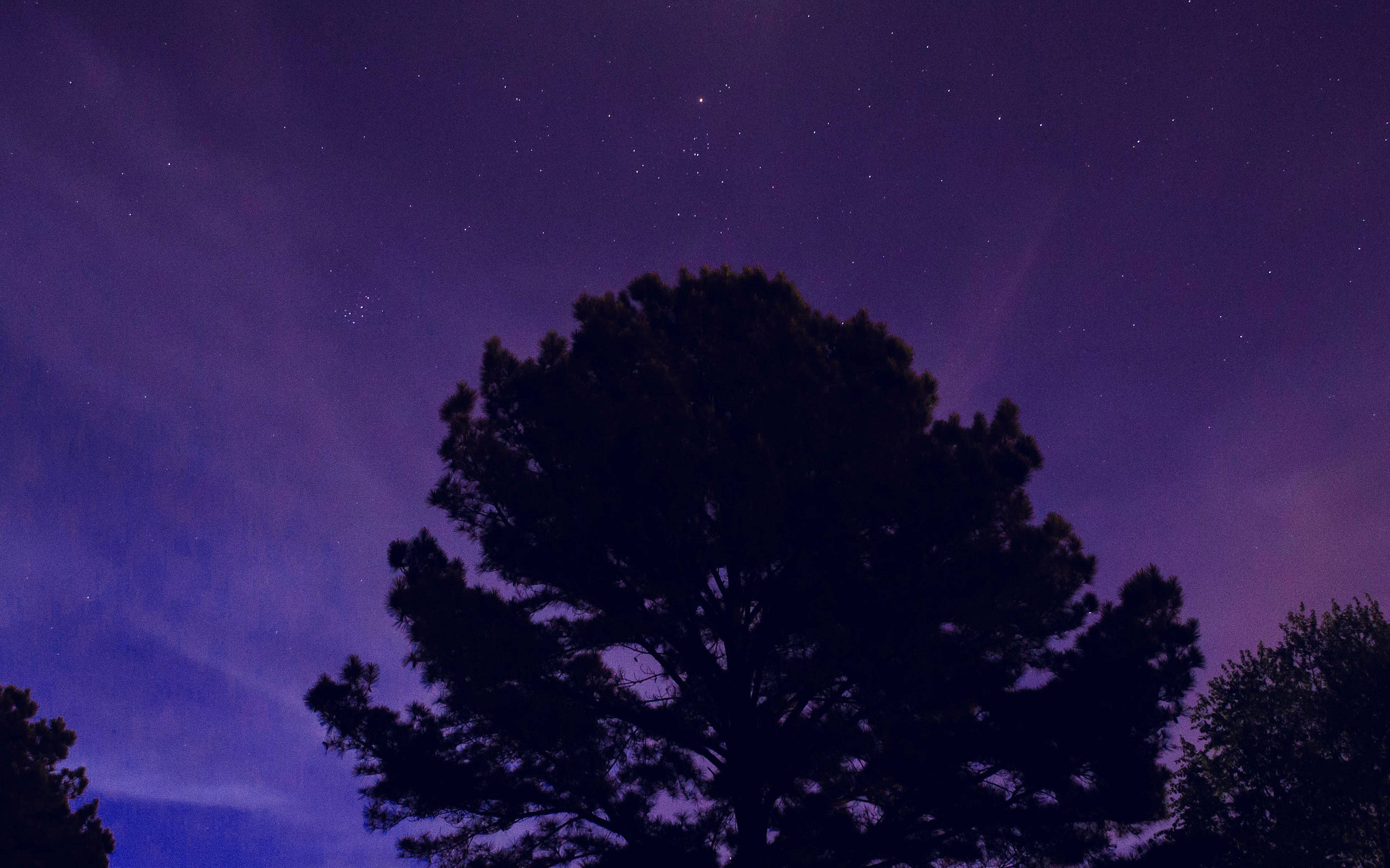 blue anime scenery, vibrant purple night sky, lone tree silhouette, 4K Desktop Wallpaper