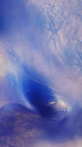 dark blue whale, misty ocean waters, sunlight filtering, SD Phone Wallpaper