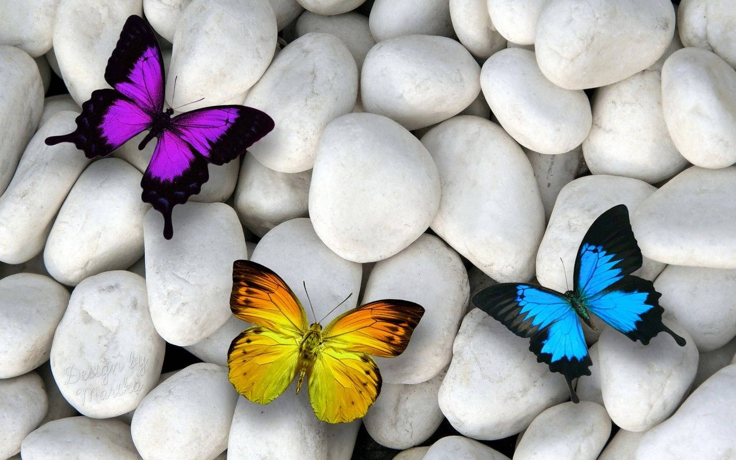 Blue Butterfly Aesthetic, purple, yellow, 2K Desktop Wallpaper