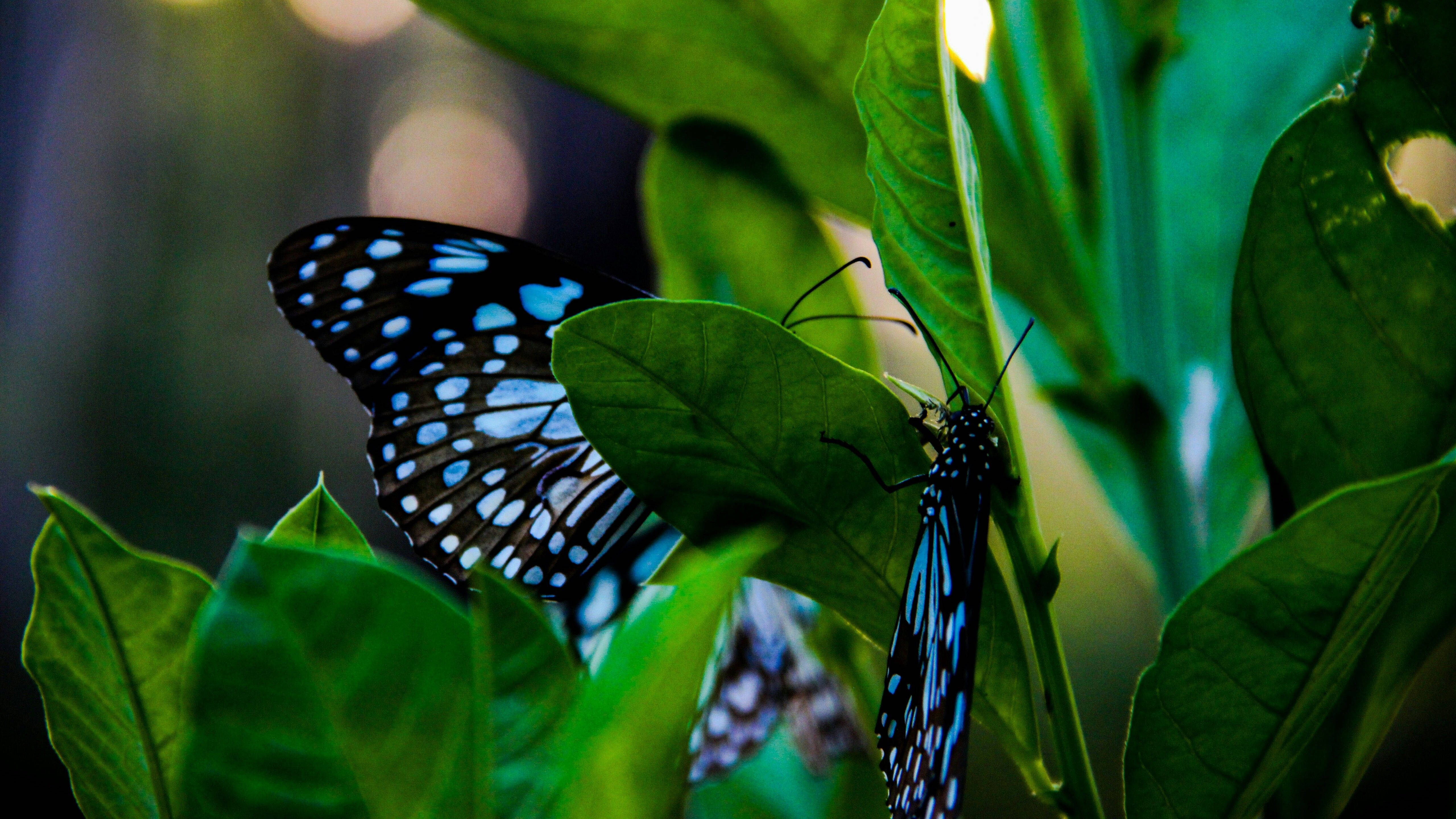 blue butterfly, black butterfly, vibrant green leaves, 5K Desktop Wallpaper