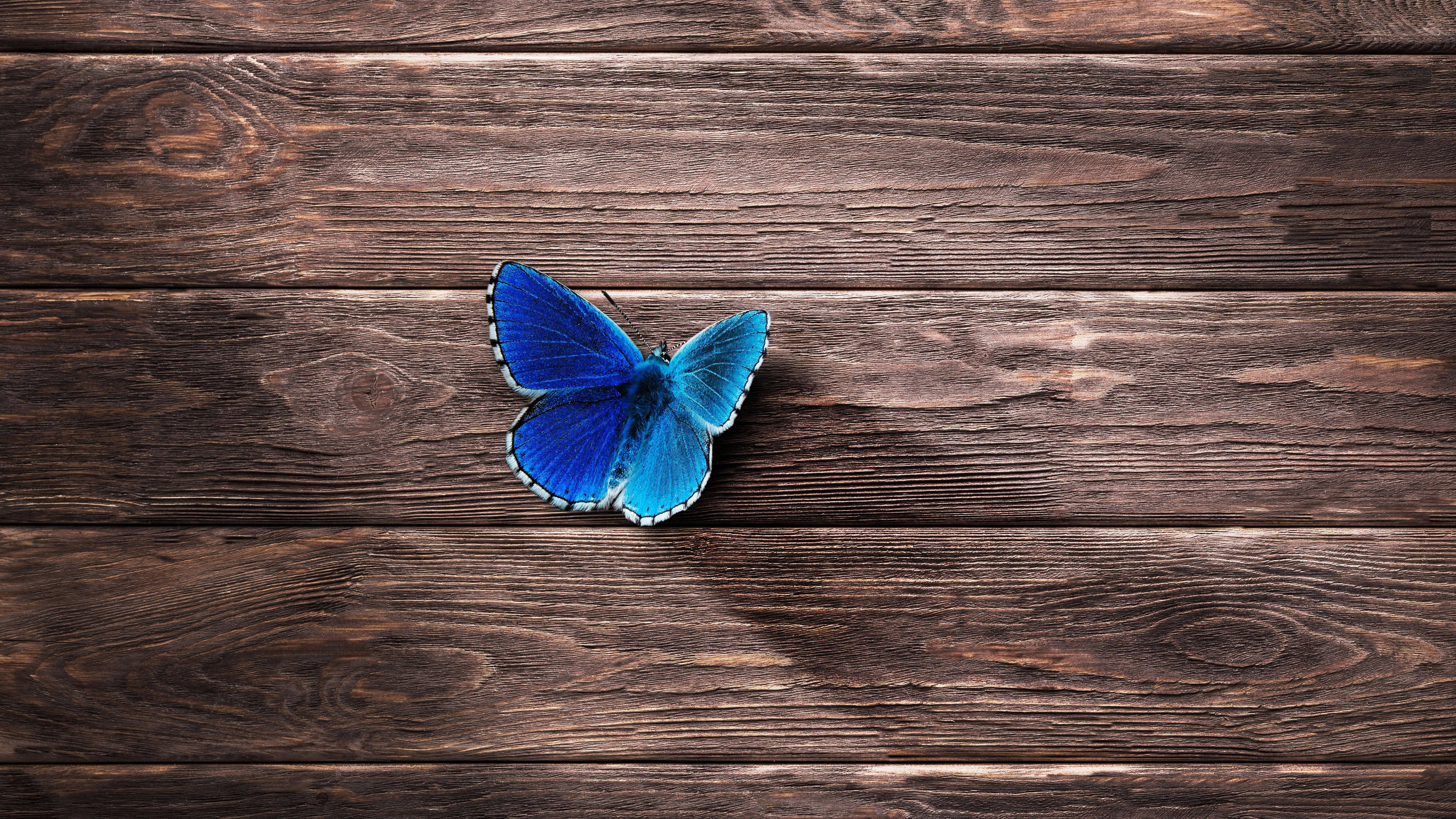 Blue Butterfly Aesthetic, vibrant blue butterfly, white-edged wings, 5K Desktop Wallpaper