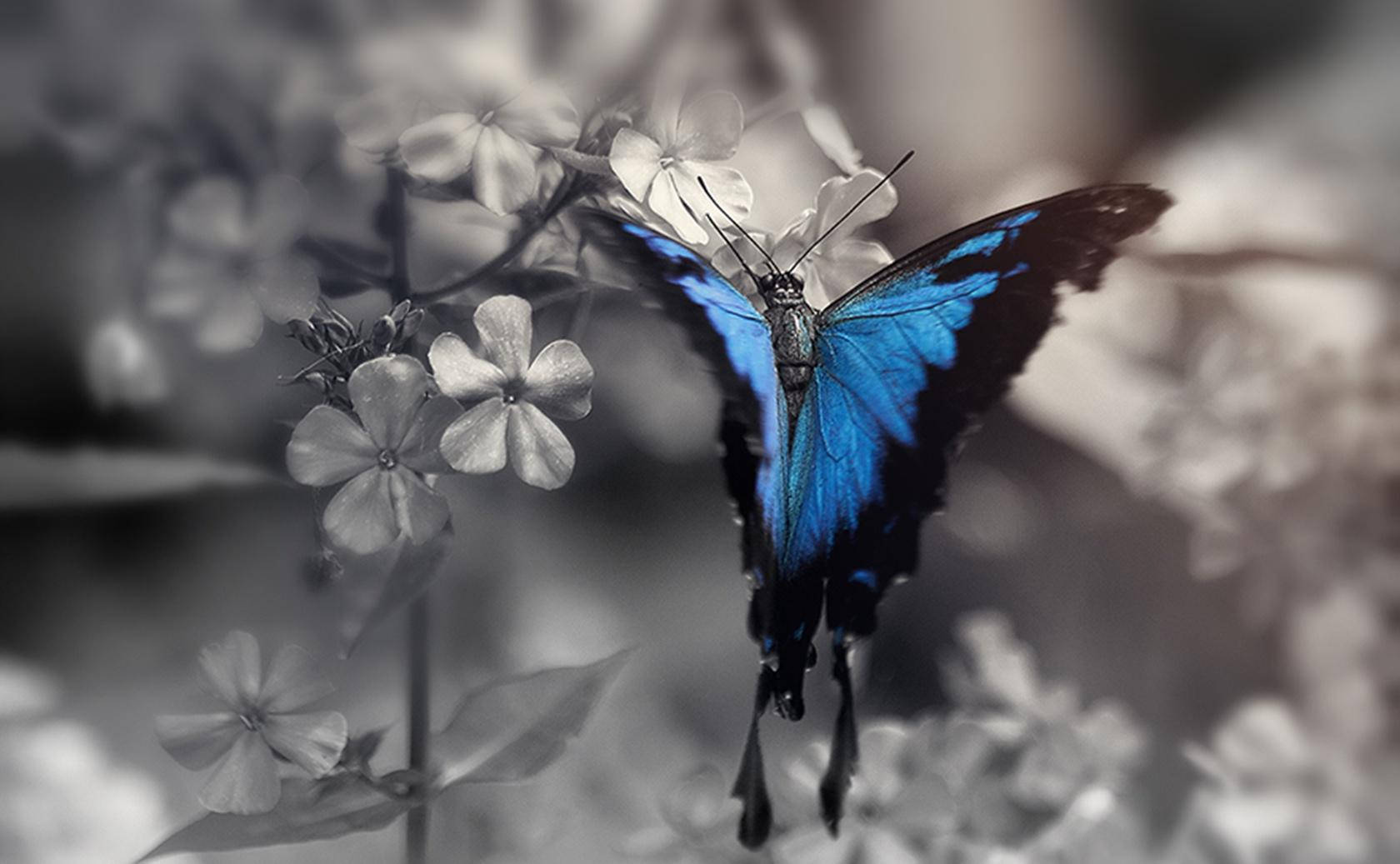 Blue Butterfly Aesthetic, vibrant blue butterfly, black edges, HD Desktop Wallpaper