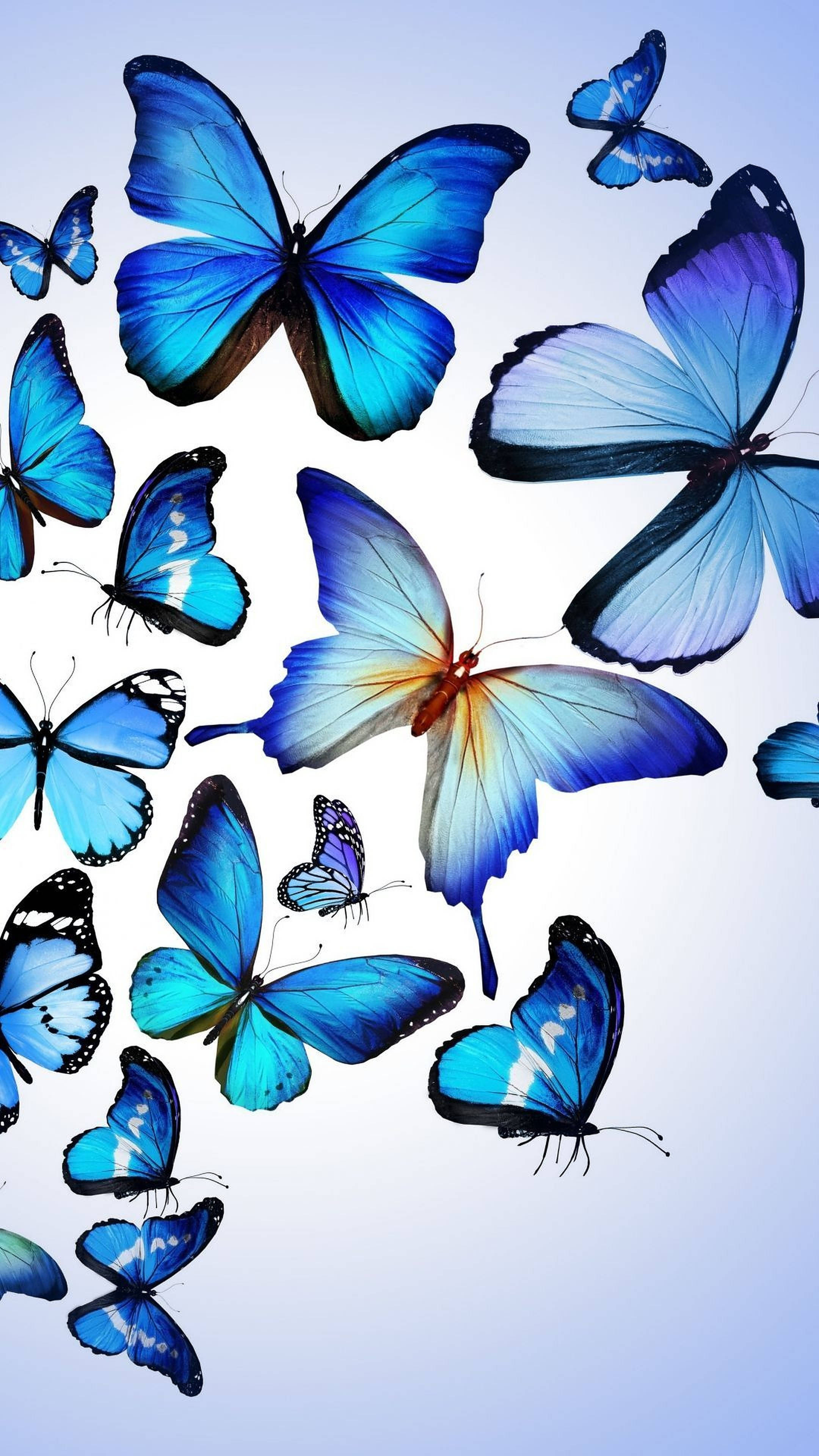 Blue Butterfly Aesthetic, vibrant blue morpho butterflies, iridescent wings, 4K Phone Wallpaper
