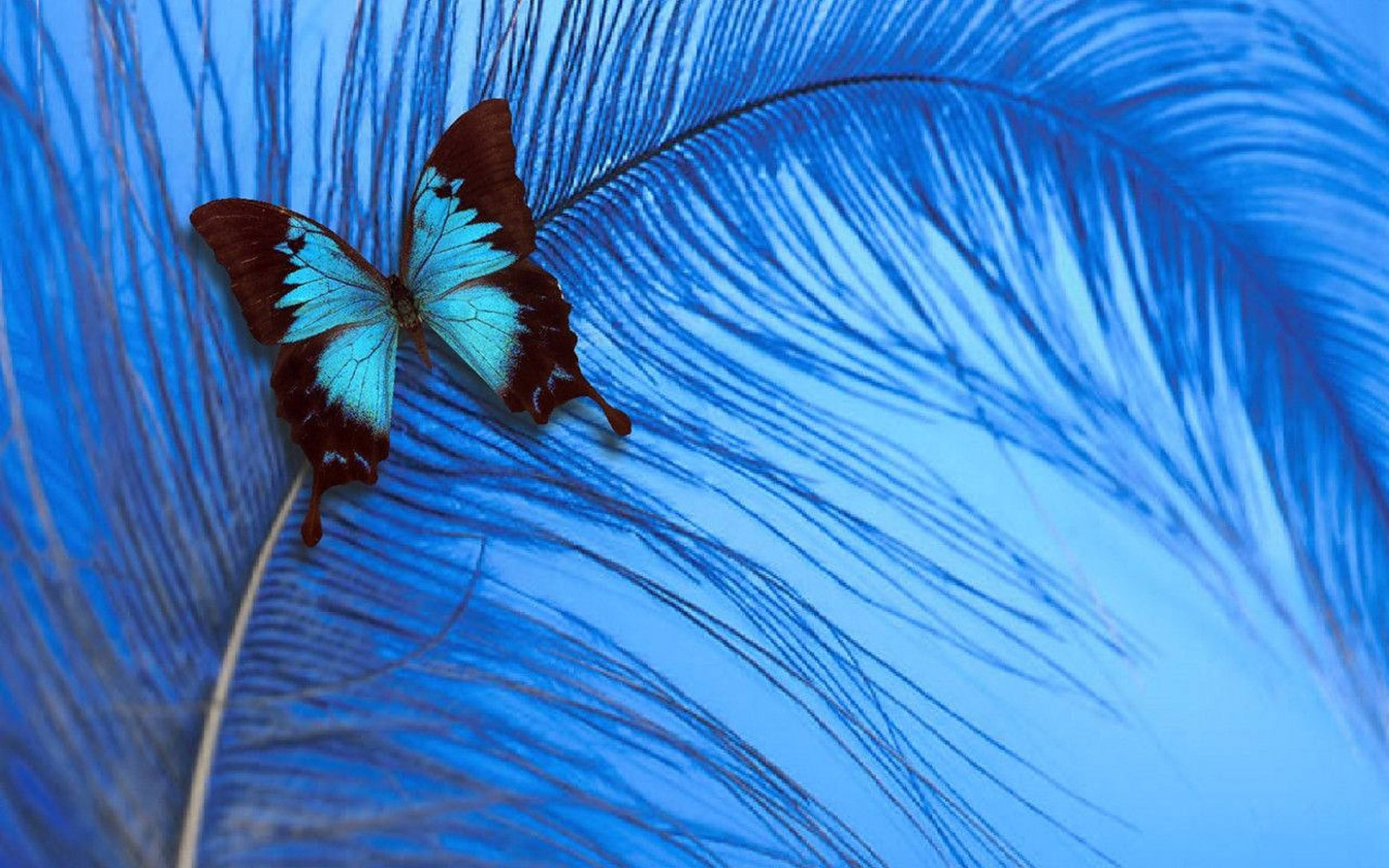 Blue Butterfly Aesthetic, turquoise, brown, 2K Desktop Wallpaper