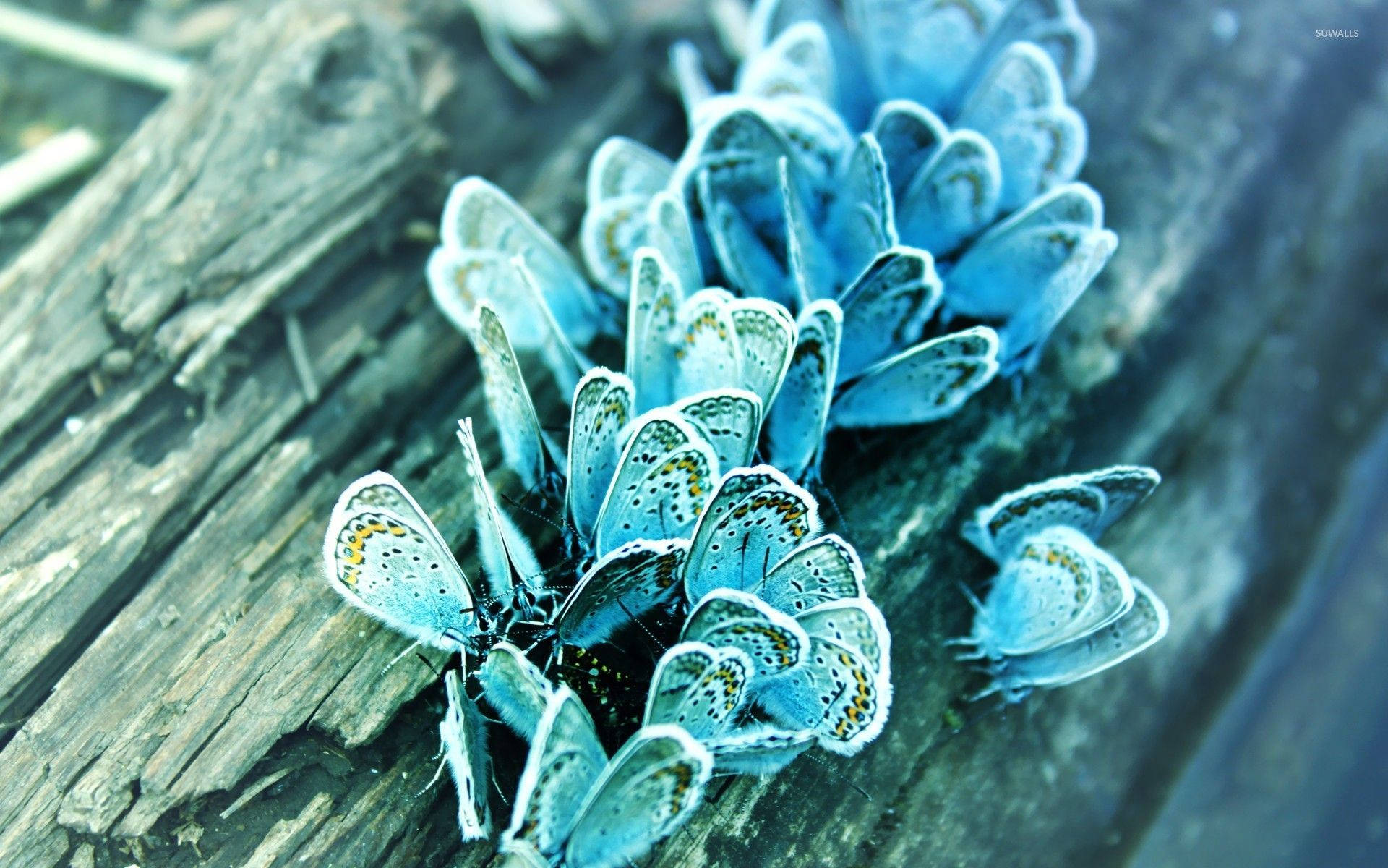 frozen blue butterfly aesthetic, delicate blue butterflies, yellow spots, Full HD Desktop Wallpaper