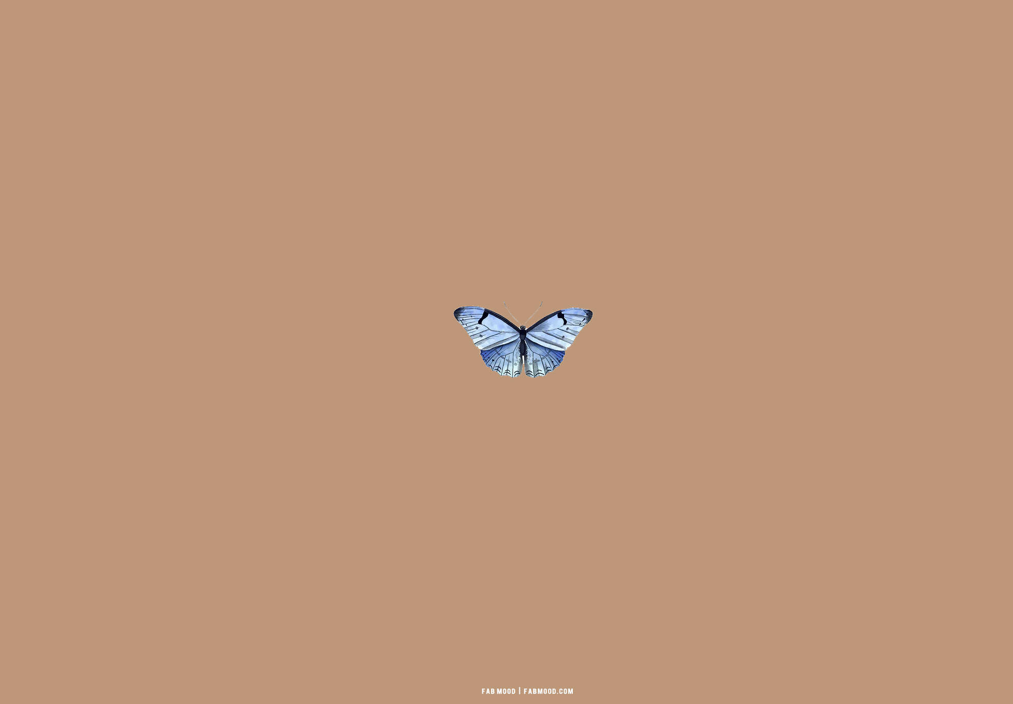 blue butterfly, intricate wing patterns, warm brown background, Full HD Desktop Wallpaper